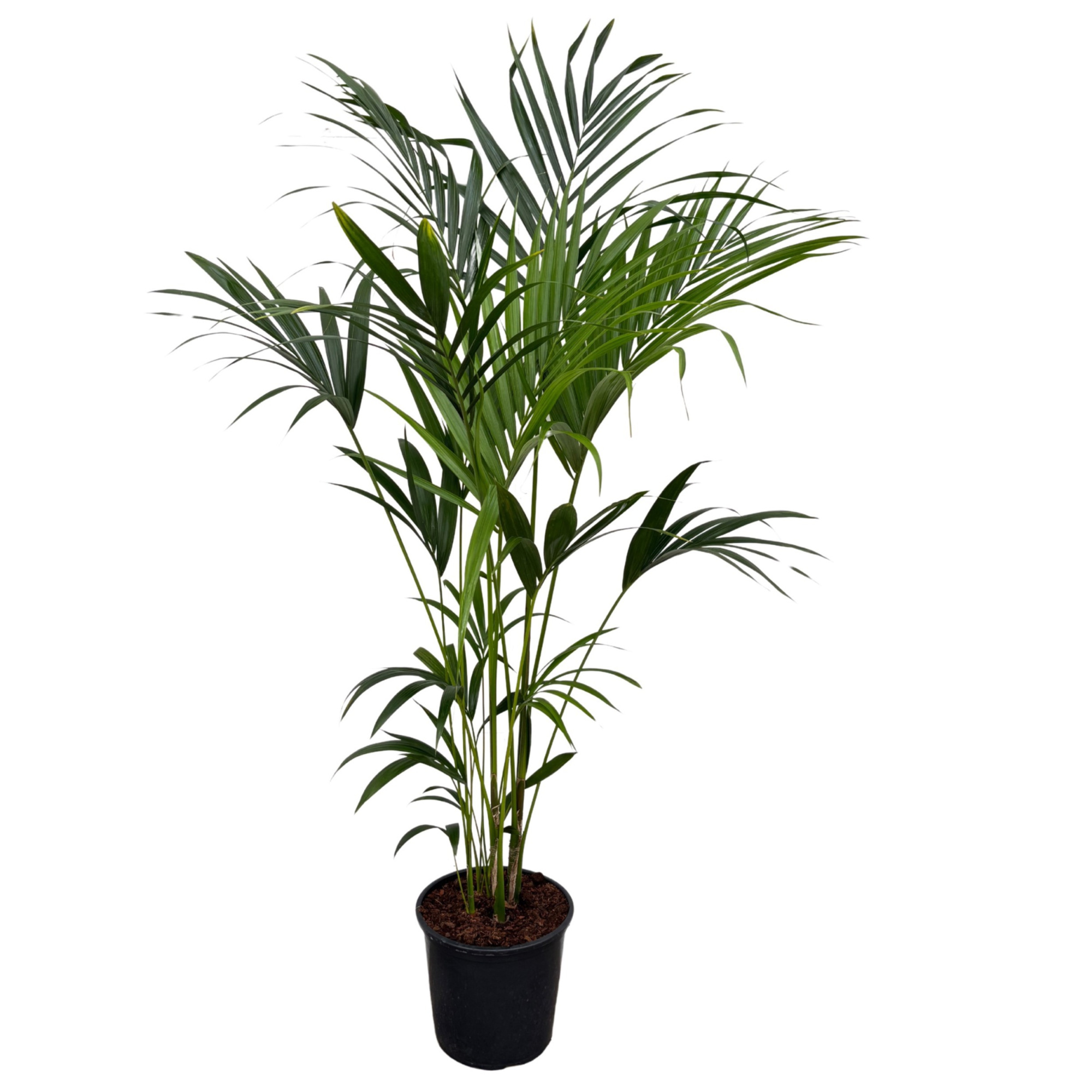 Howea Forsteriana - 200cm, D 32