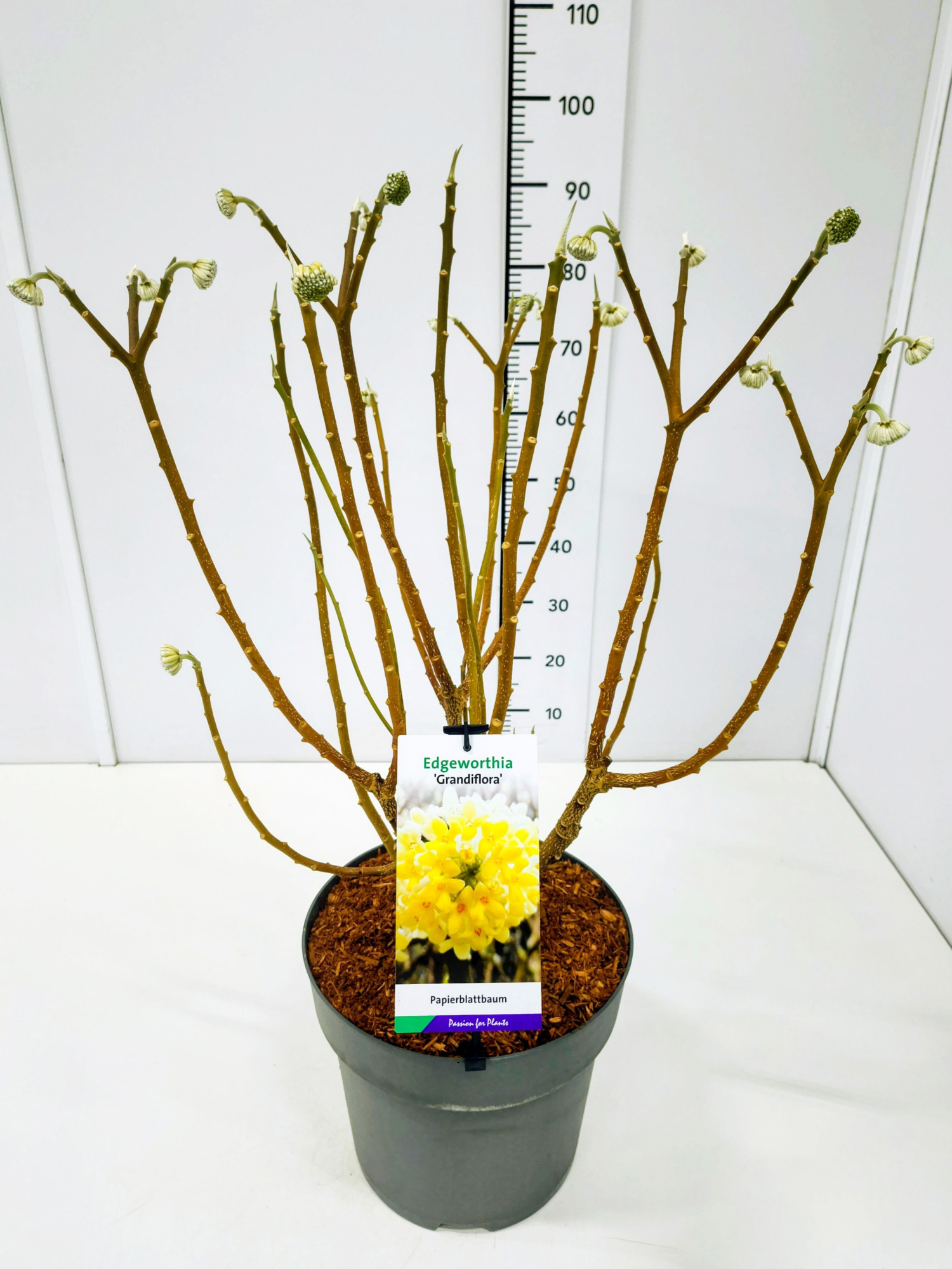 Edgeworthia chrys. 'Grandiflora' KN60-80C12, D 28