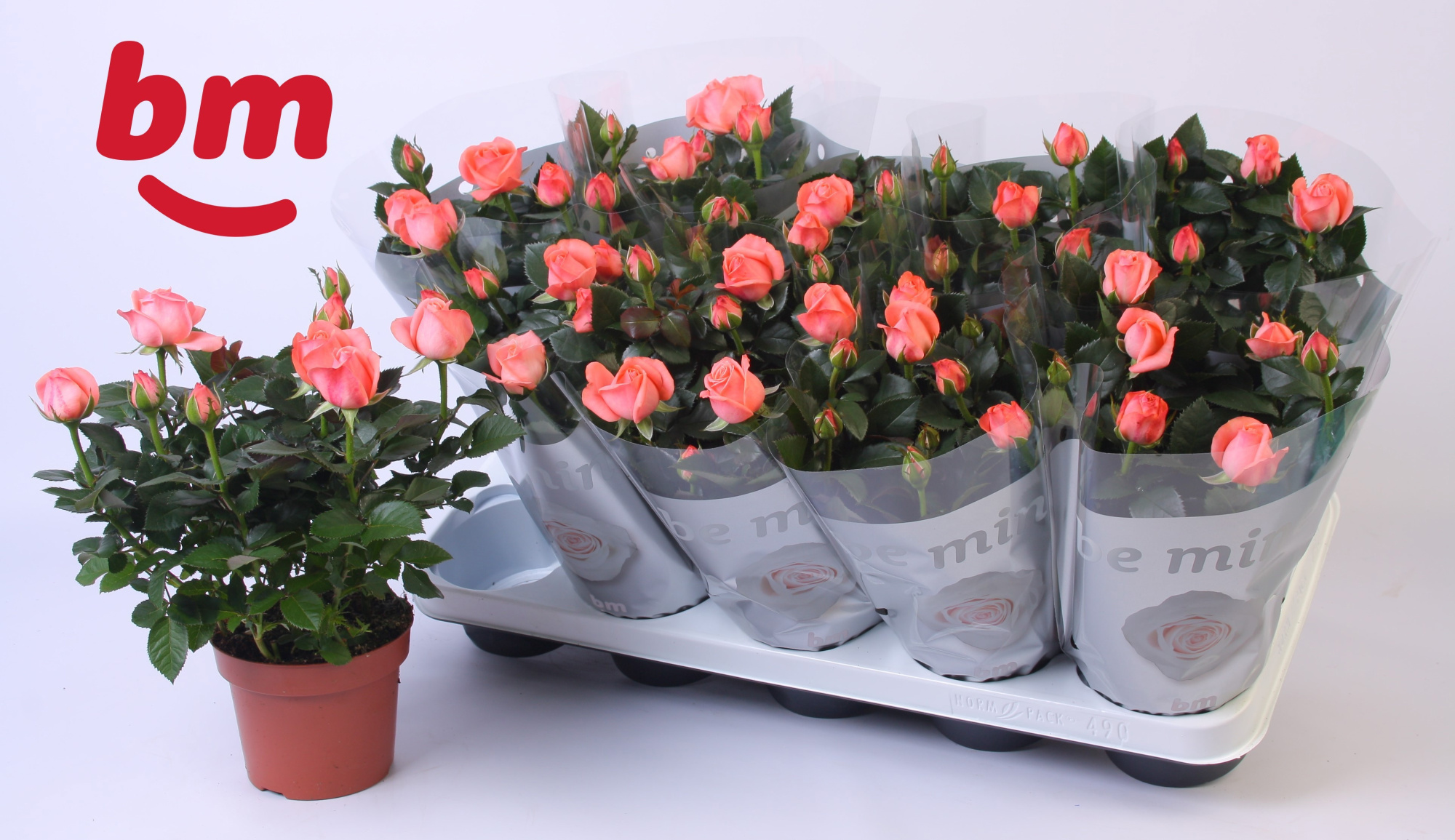 Rosa Candy Beau Monde (12 cm), D 12