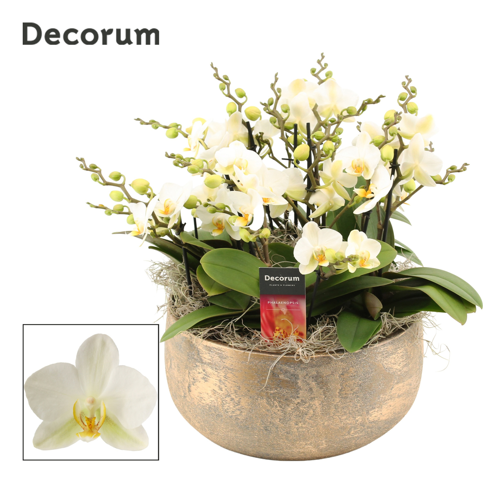 Imperio dazzling 12+ tak symphony Lausanne (Deco-collection), D 28