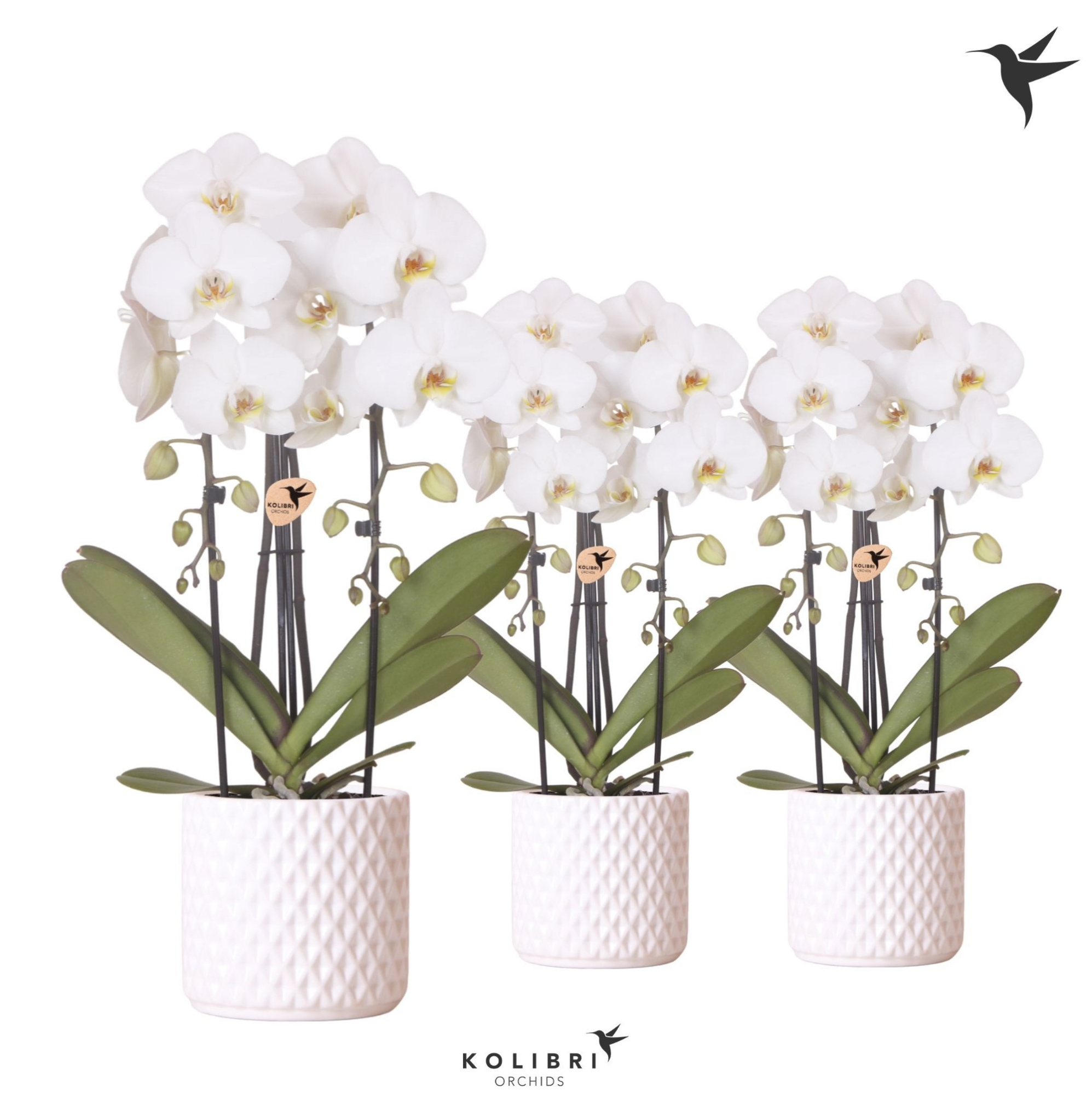 Kolibri Orchids Phalaenopsis Cascade Niagara Fall white 2 spike in Diamond pot white, D 12