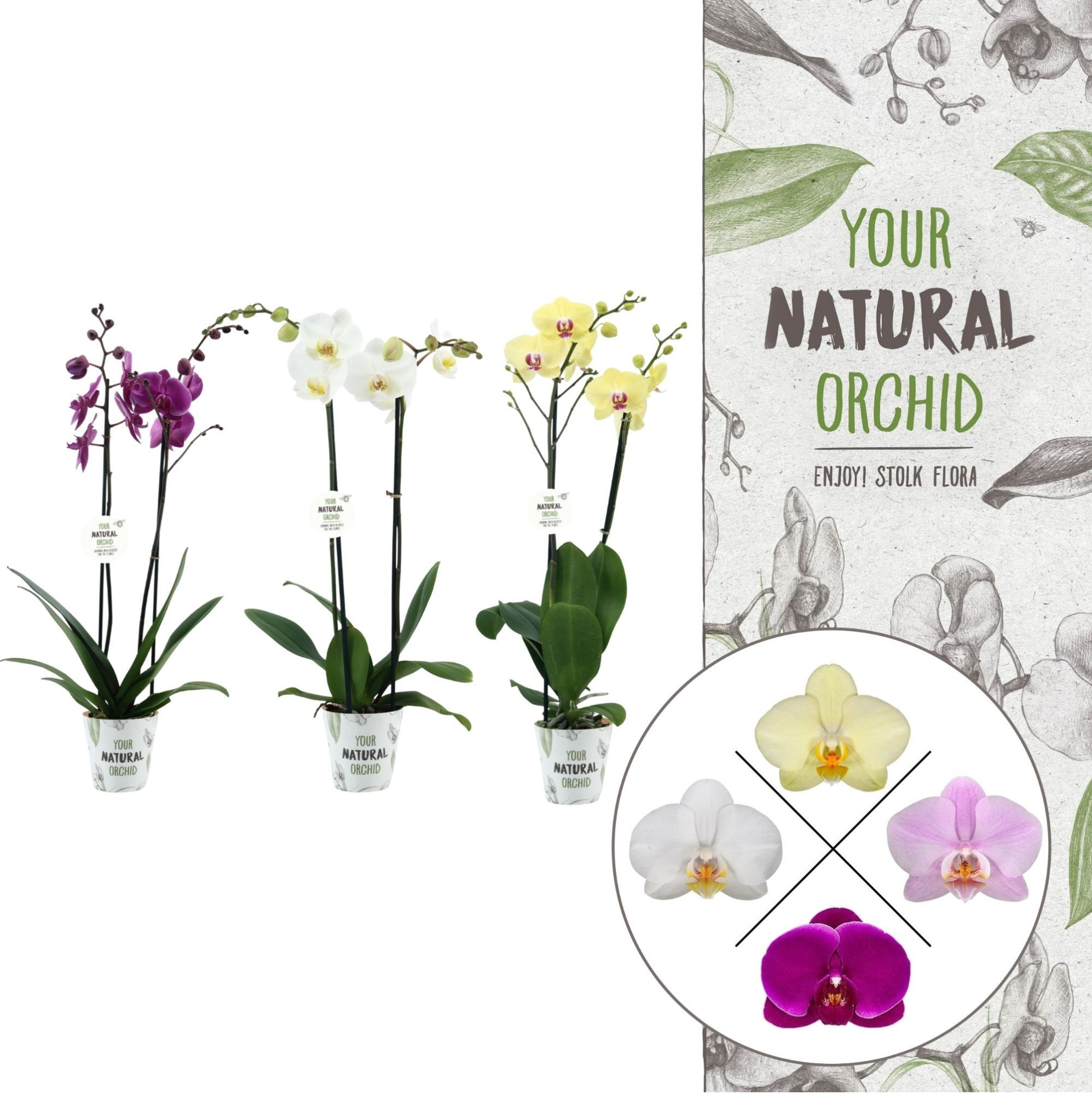 Your Natural Orchid | Mix in potcover | Phalaenopsis 2 spike, D 12 cm