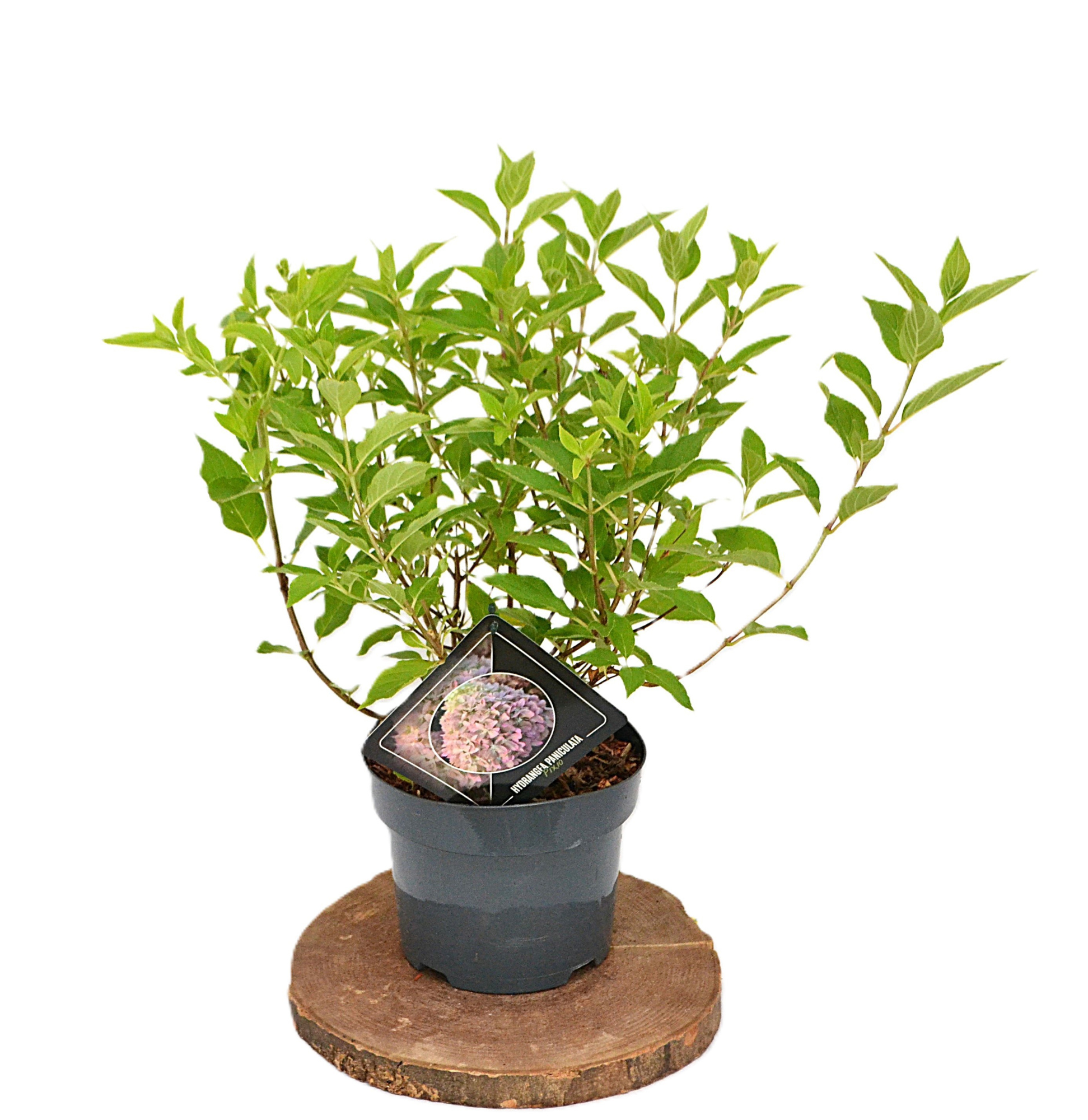 Hydrangea paniculata Pixio C3, D 19