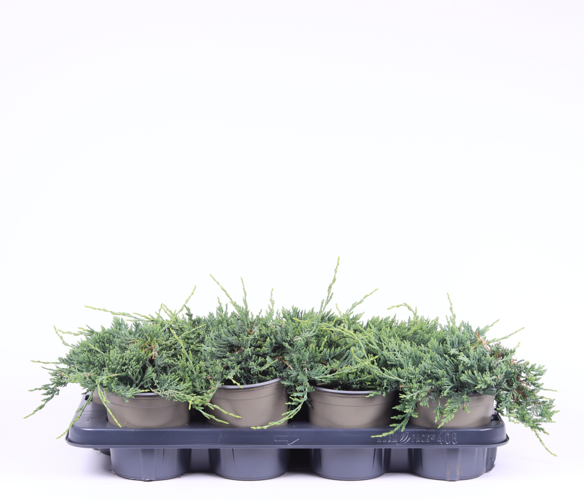 Juniperus horizontalis 'Wiltonii', D 13 cm