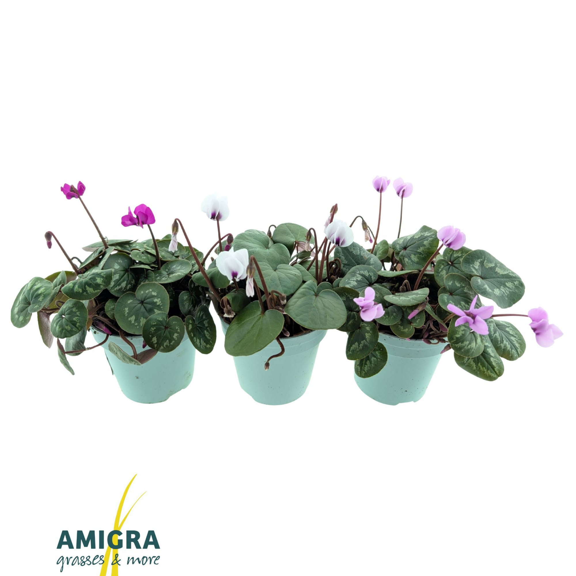 Cyclame Coum Mix, D 10,5