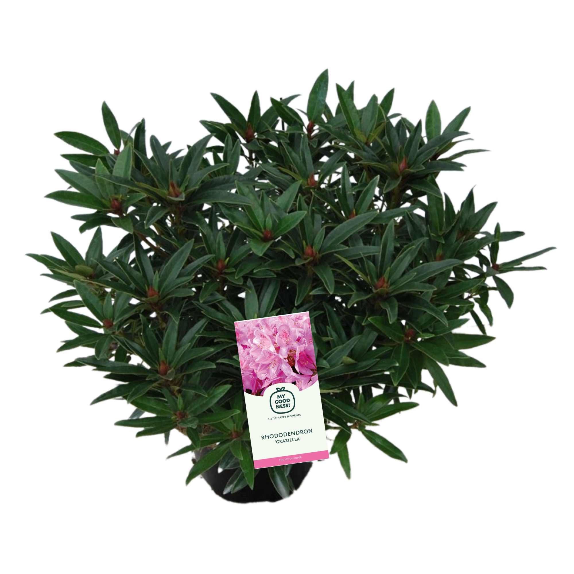 Rhododendron 100cm /25 liter 'Graziella', D 38