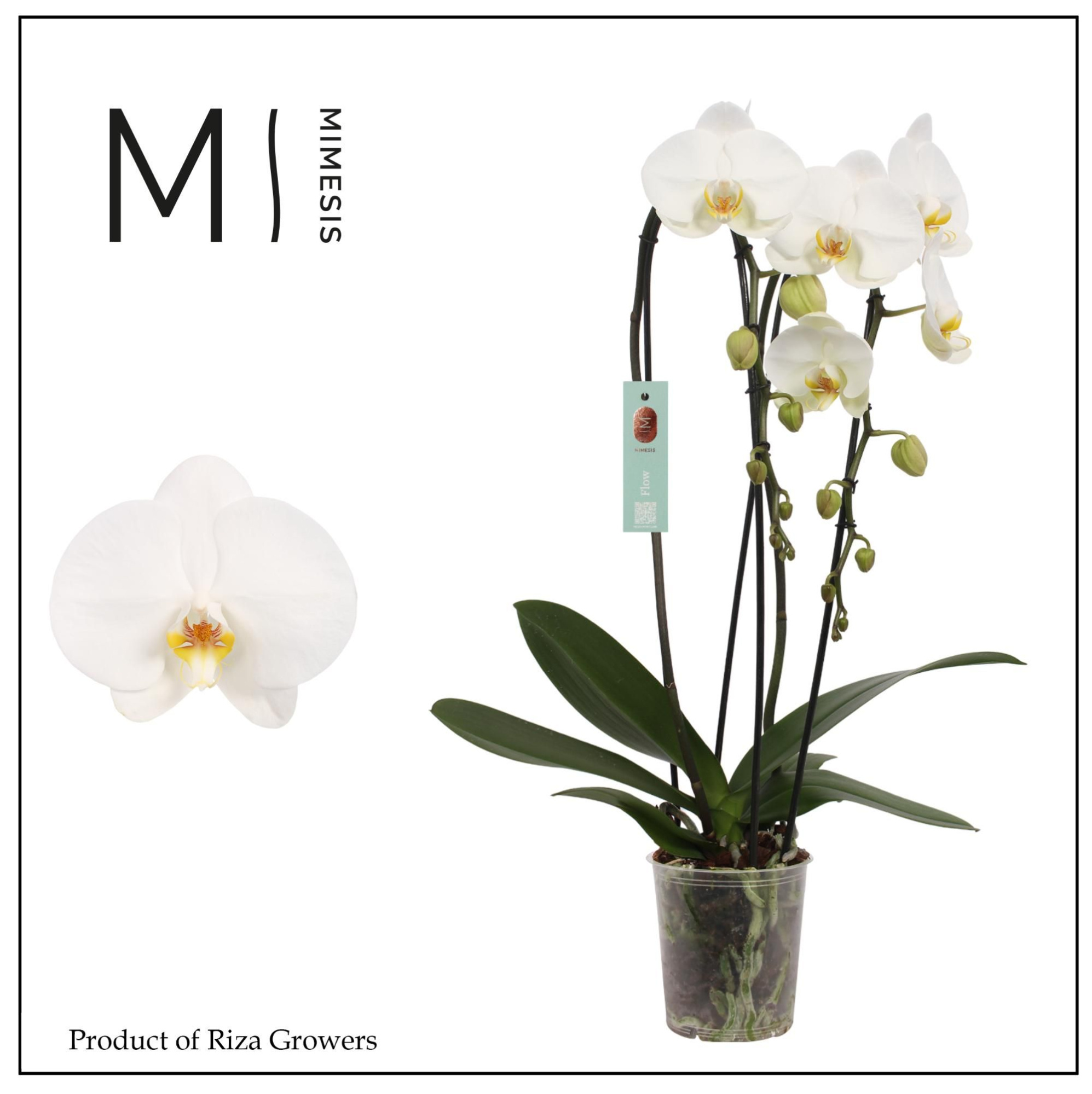 Phalaenopsis Flow Tokyo 2 spike - 12cm | Mimesis, D 12 cm