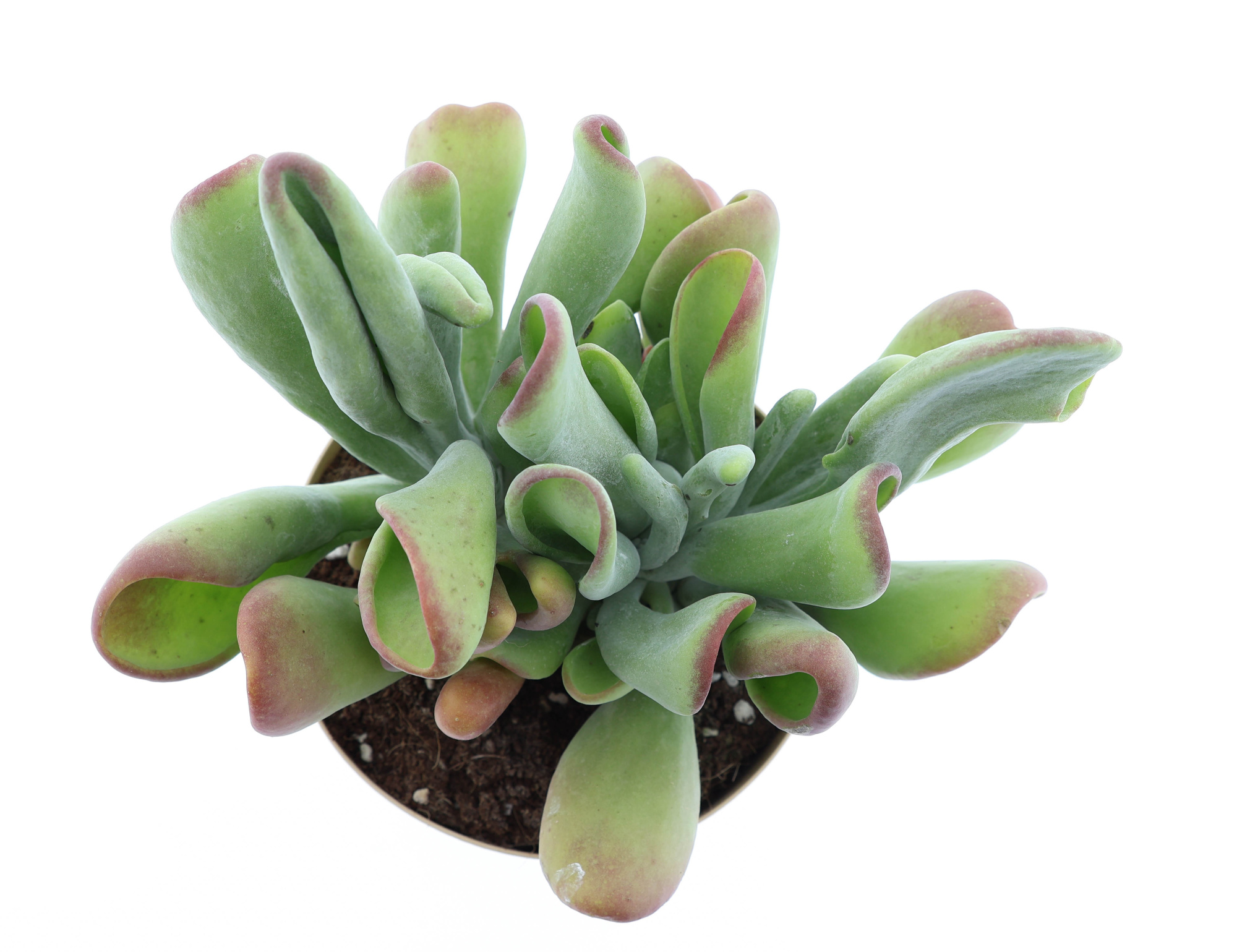 Kalanchoe Oricula, D 17 cm