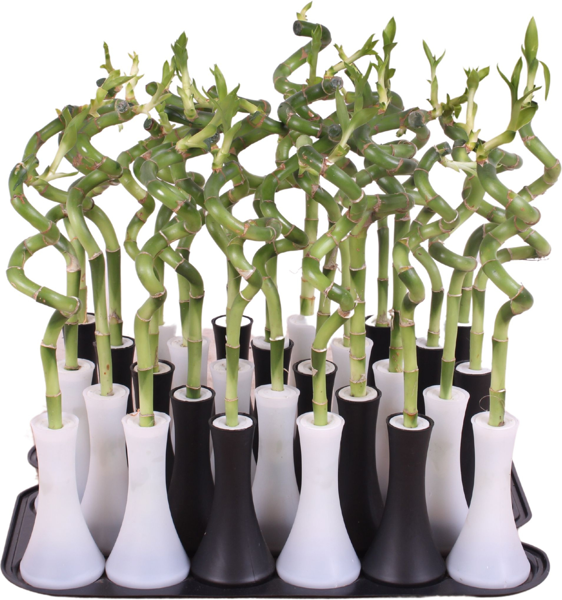 Lucky Bamboo Stem Spiral 30cm in Tube Vase White, D 6 cm