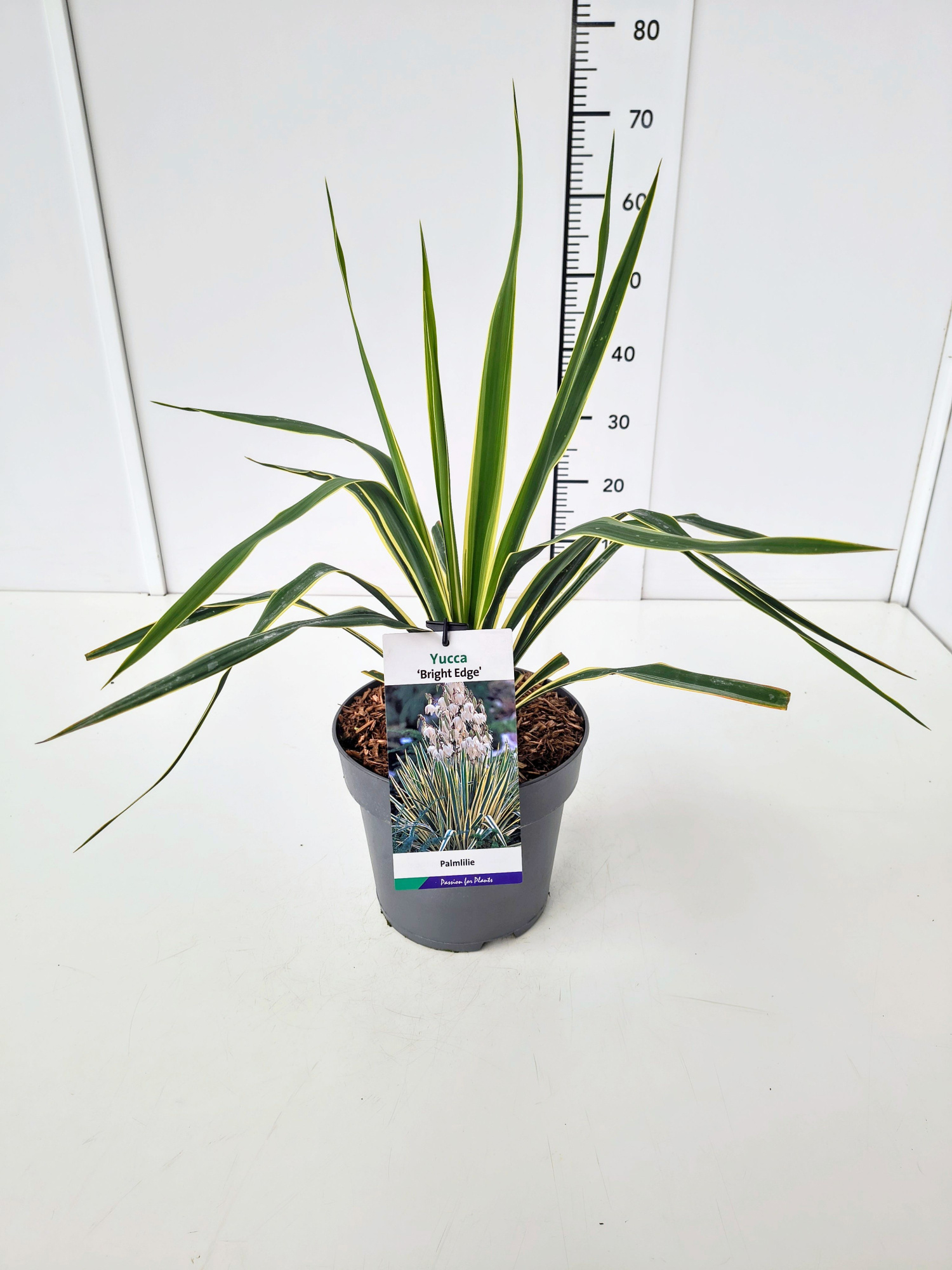 Yucca fil. 'Bright Edge' C3, D 19 cm
