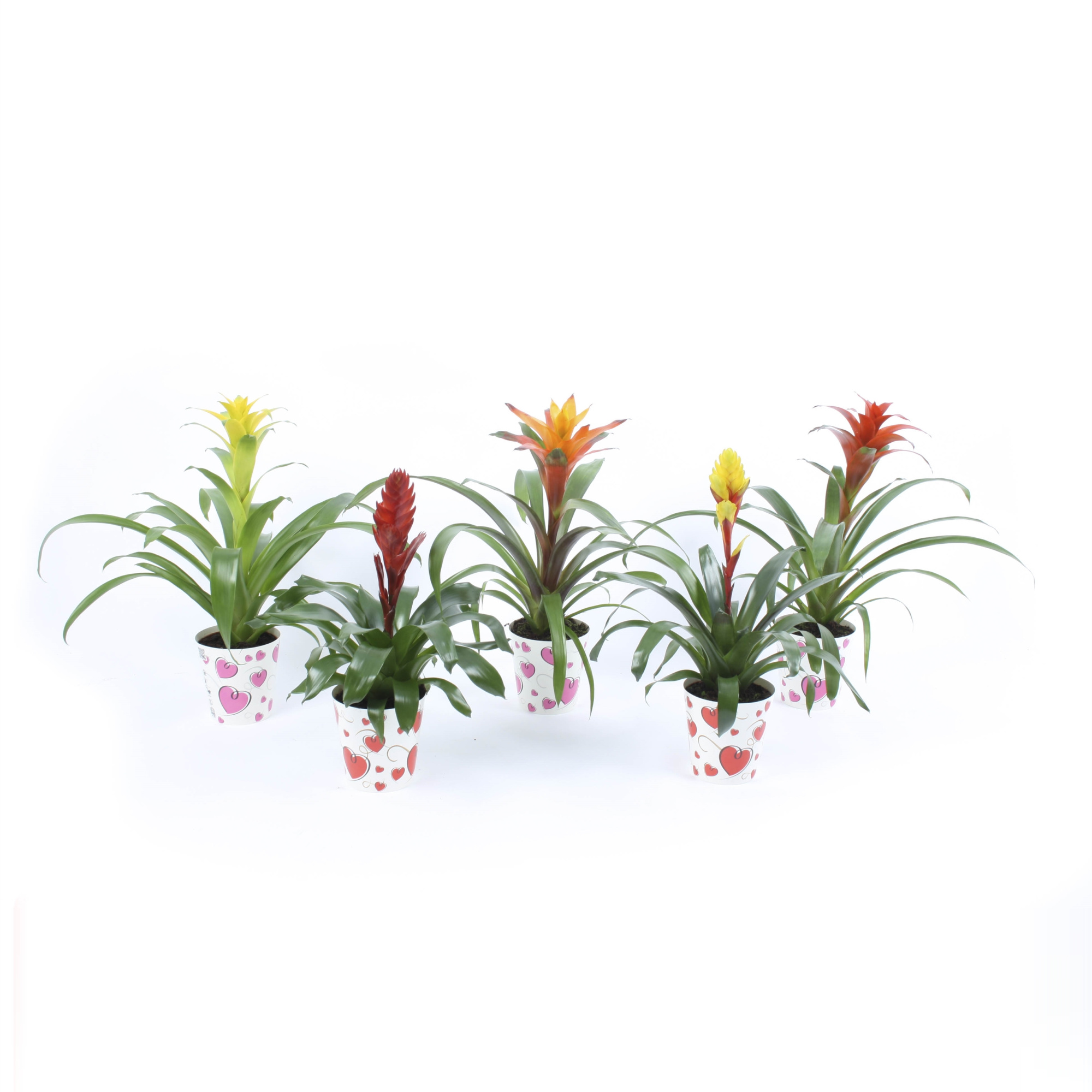 Bromelia Mix in true love hart cover Rood / Roze, D 12,5