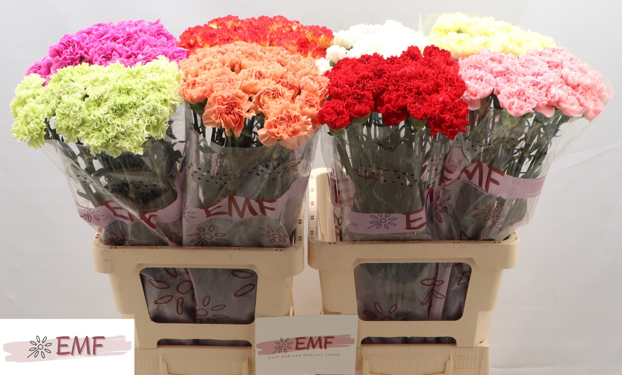 Диантус од. Микс в баке, шт.