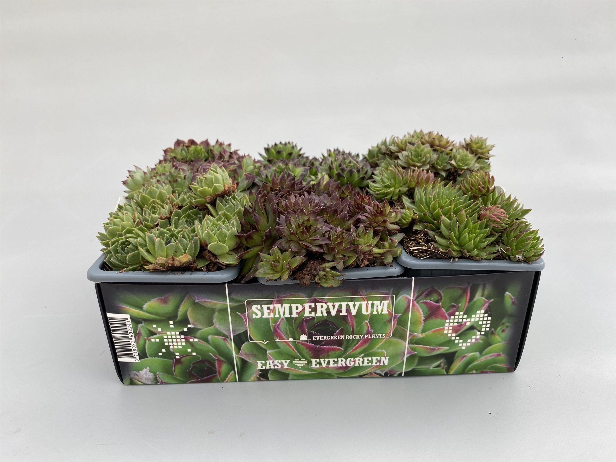 Sempervivum 6-pack cups 7cm, D 7 cm