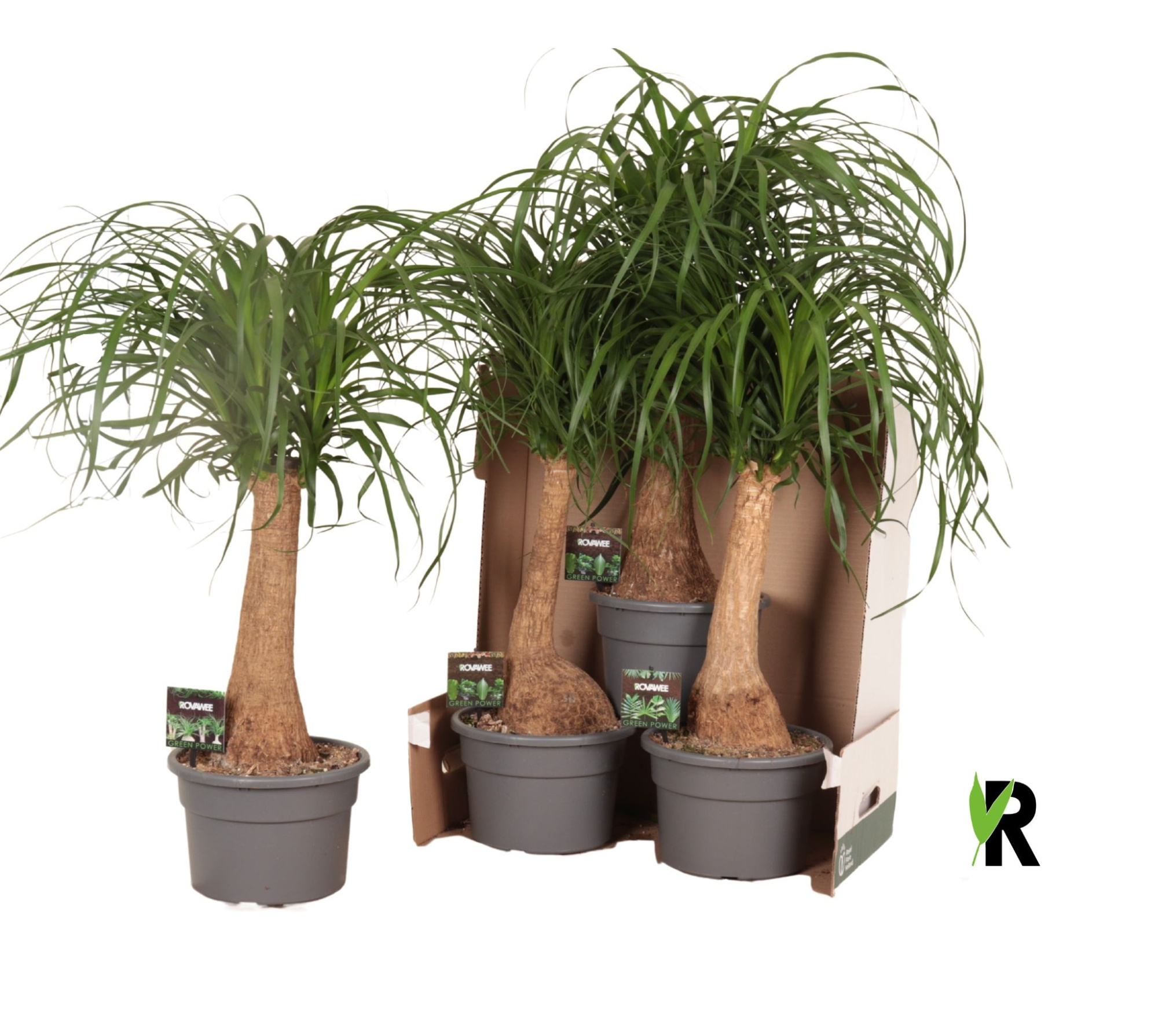 Beaucarnea rec. rechte stam in fust 352, D 23 cm