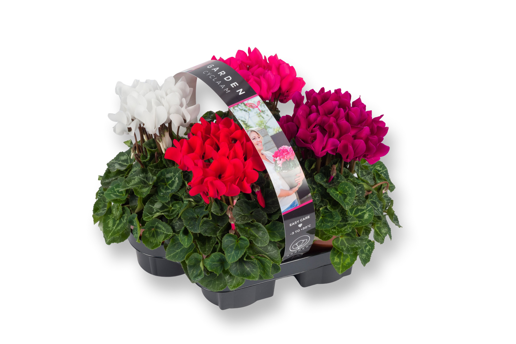 Cyclamen GARDEN 4 PACK, D 10,5