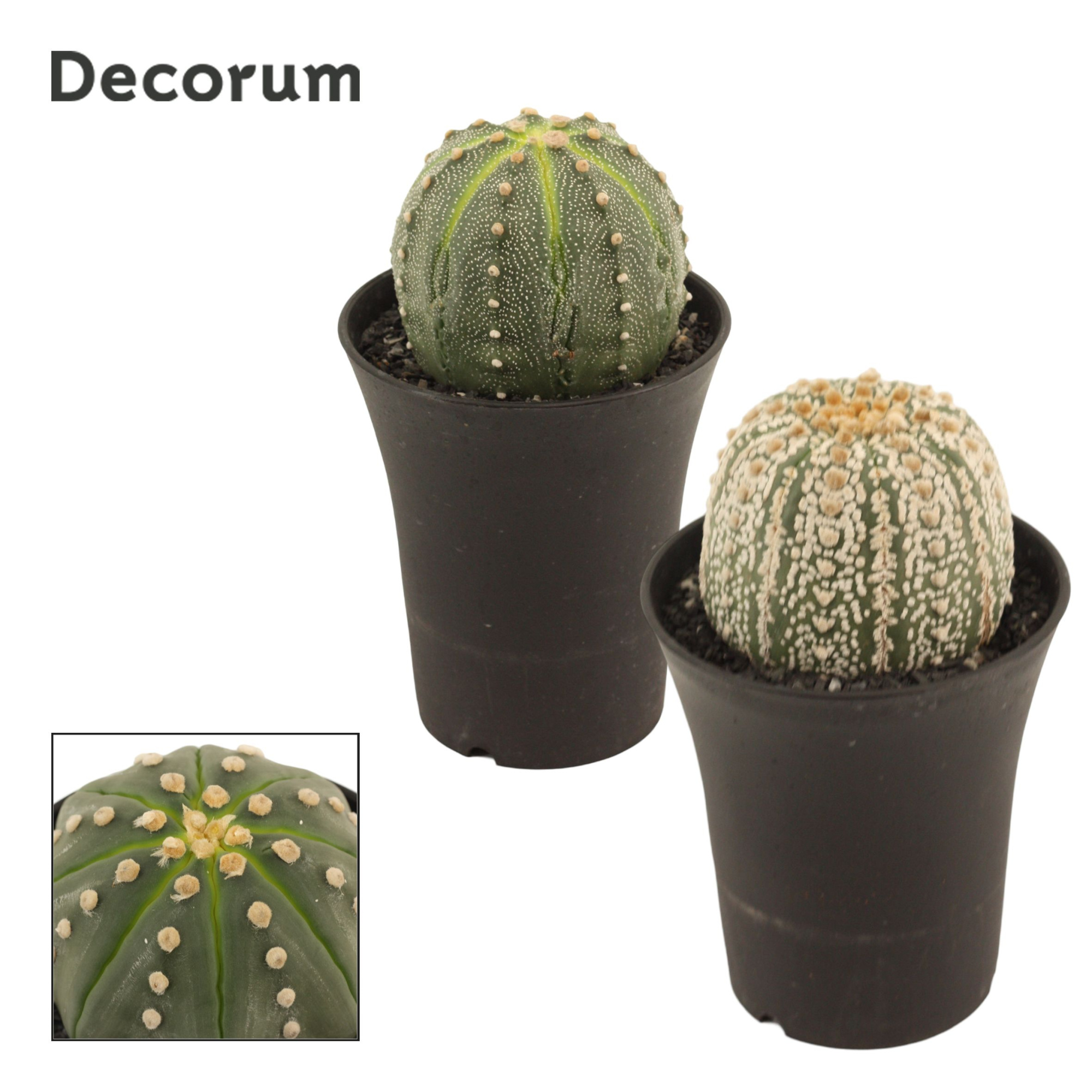 Astrophytum Asterias 14 cm (Decorum), D 14 cm