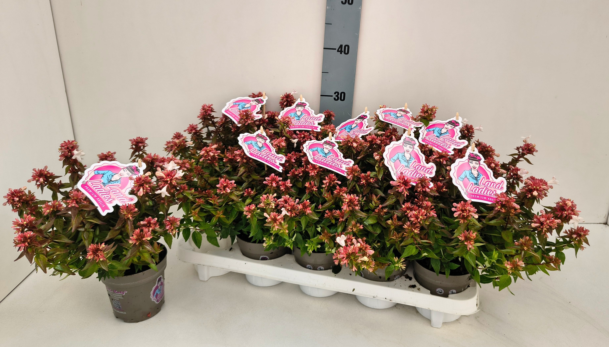 Abelia Little Lady 11T, D 11 cm