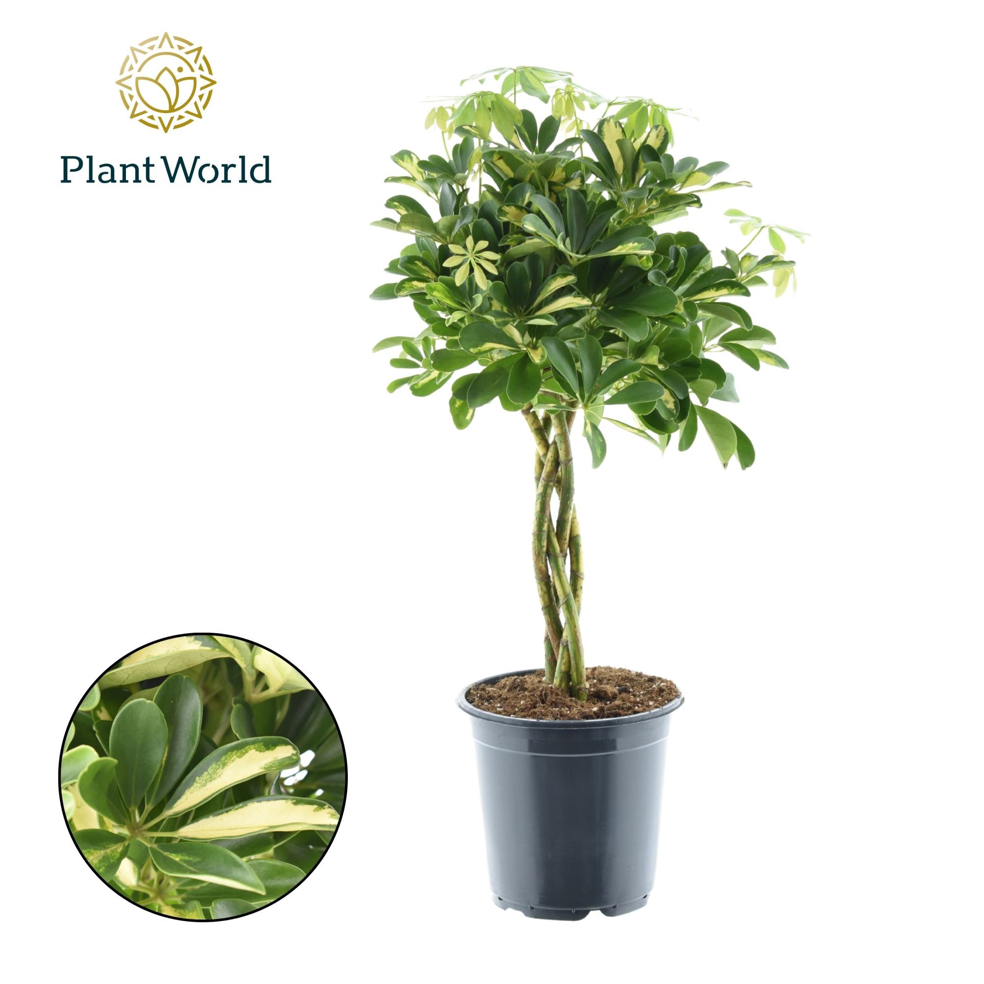 Schefflera Gold Capella gevlochten stam, D 21 cm