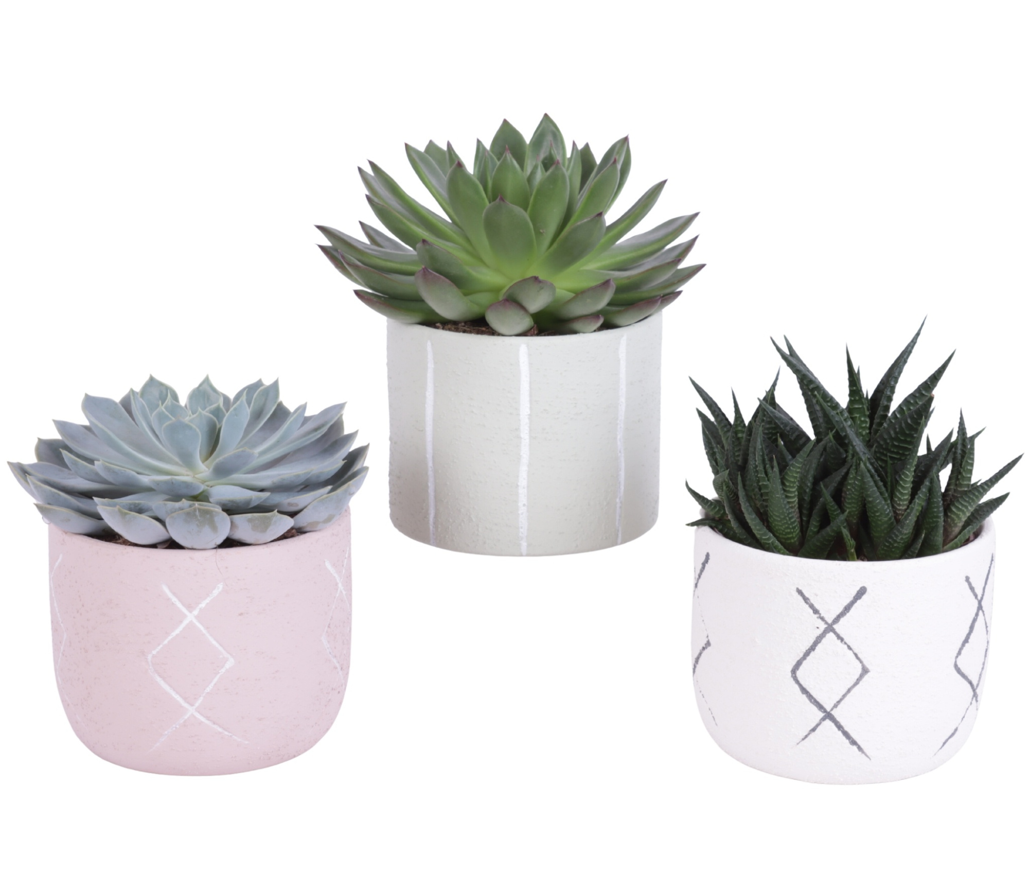 Succulenten mix 10,5 cm in tuvalu pot, D 12