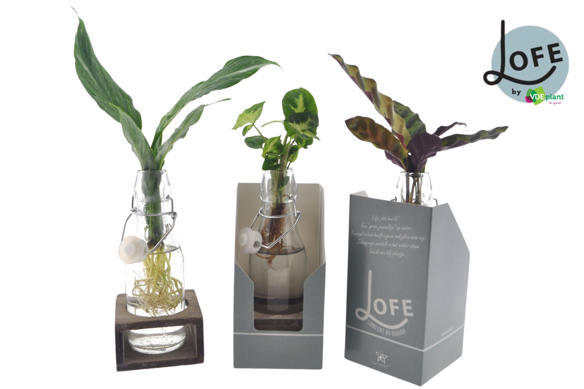 LOFE | Mix in Ann Glas (witte dop) + Naturel Single + verpakking, D 7 cm