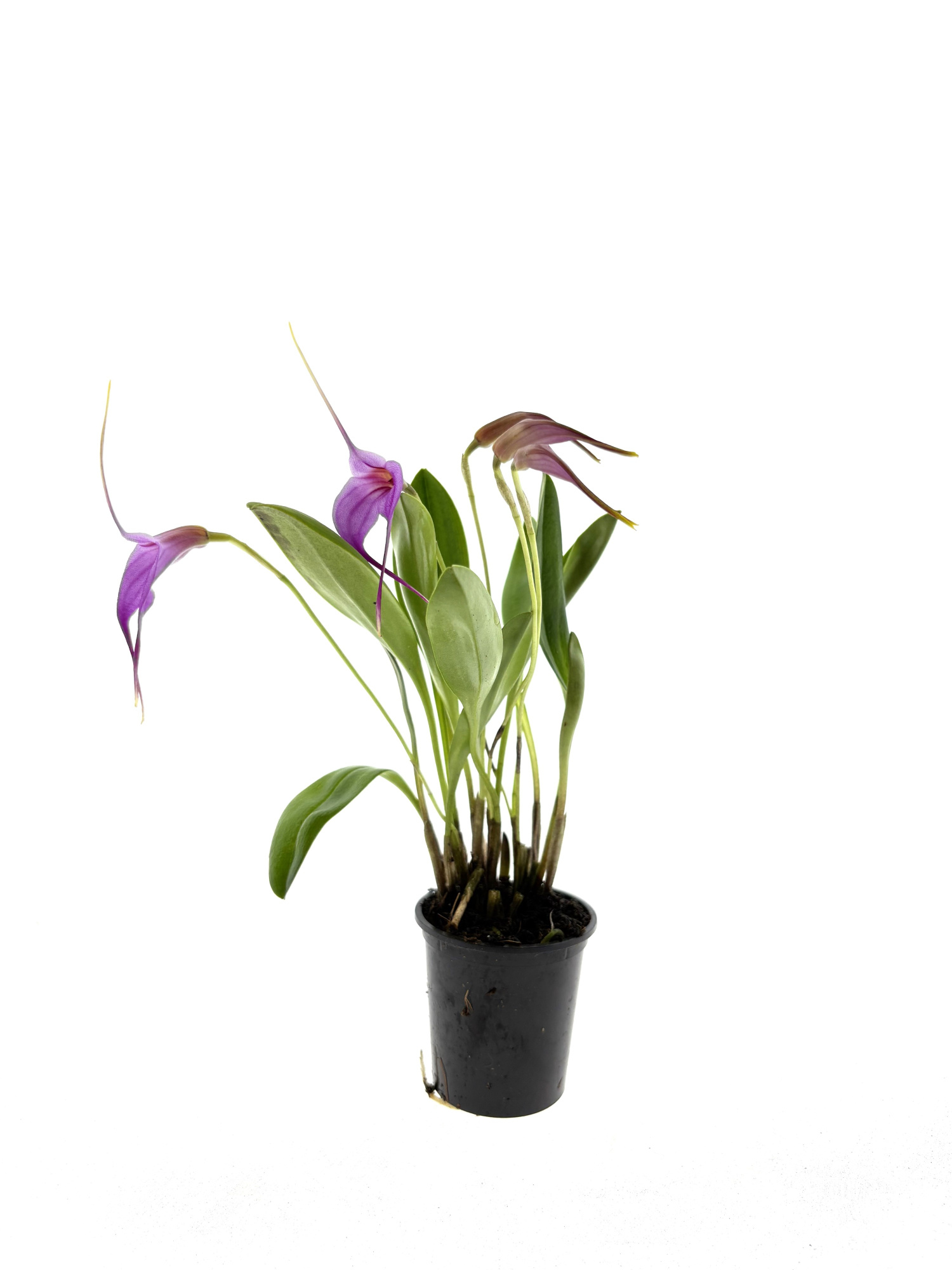 Masdevallia Paars 3+ - Selphi Orion, D 6