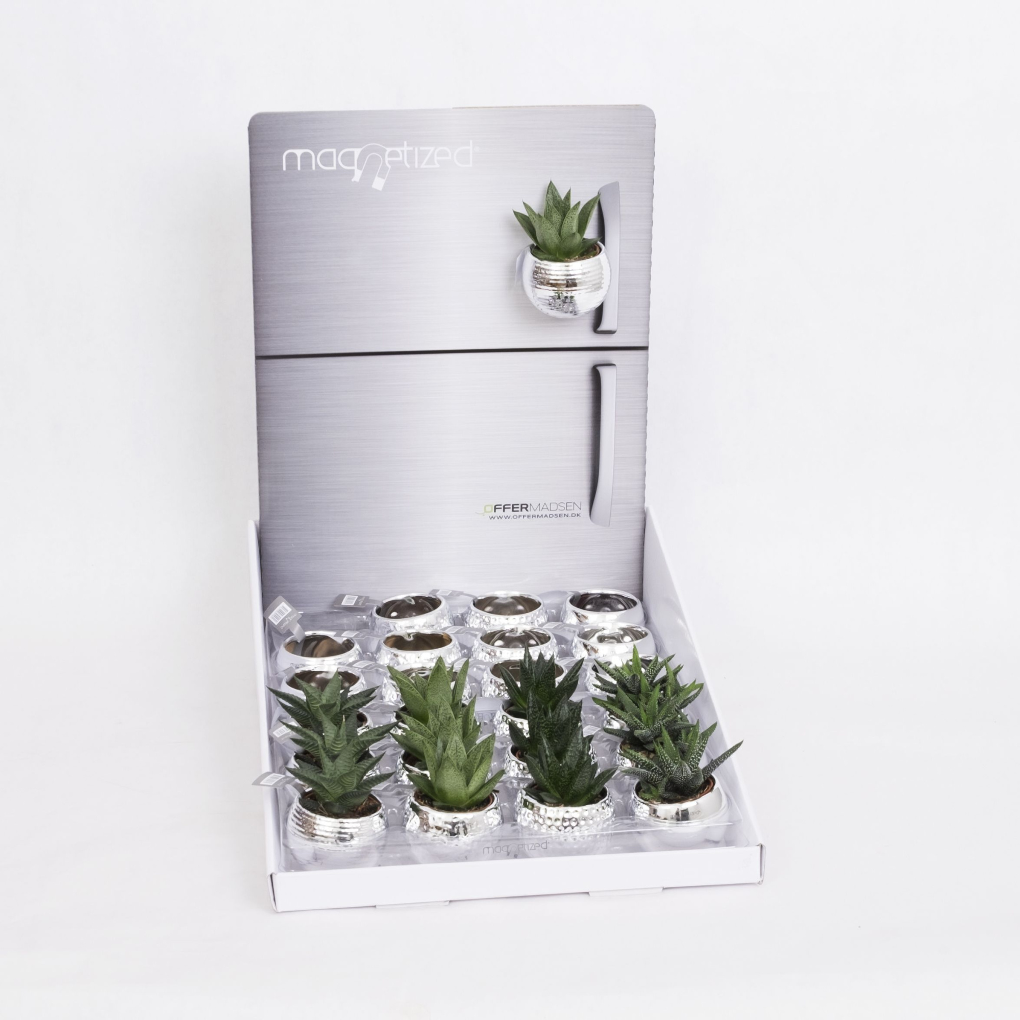 Magnetized Metallic Silver Mix in Display with Succulent mix, D 6 cm