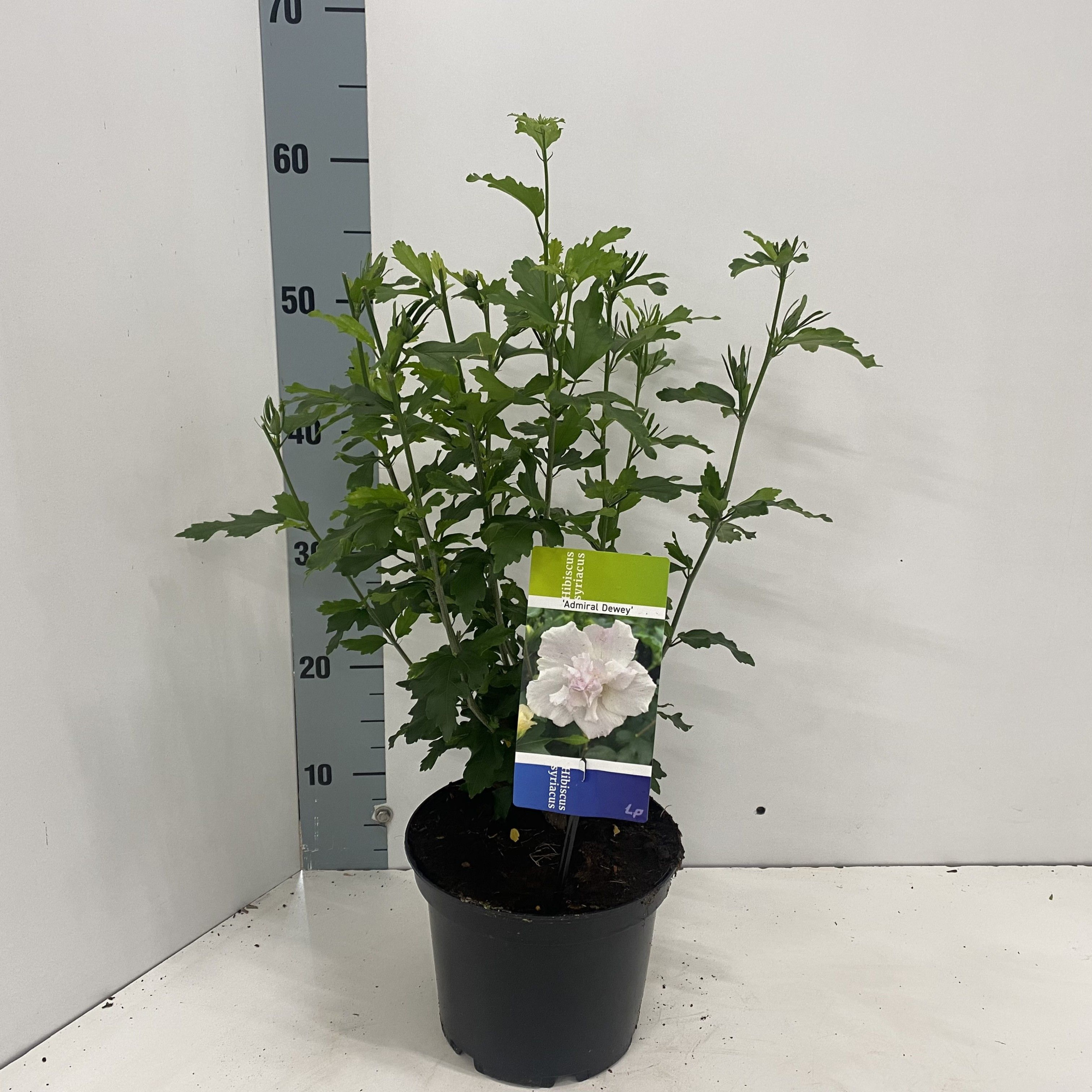 Hibiscus syr. 'Admiral Dewey', D 19 cm