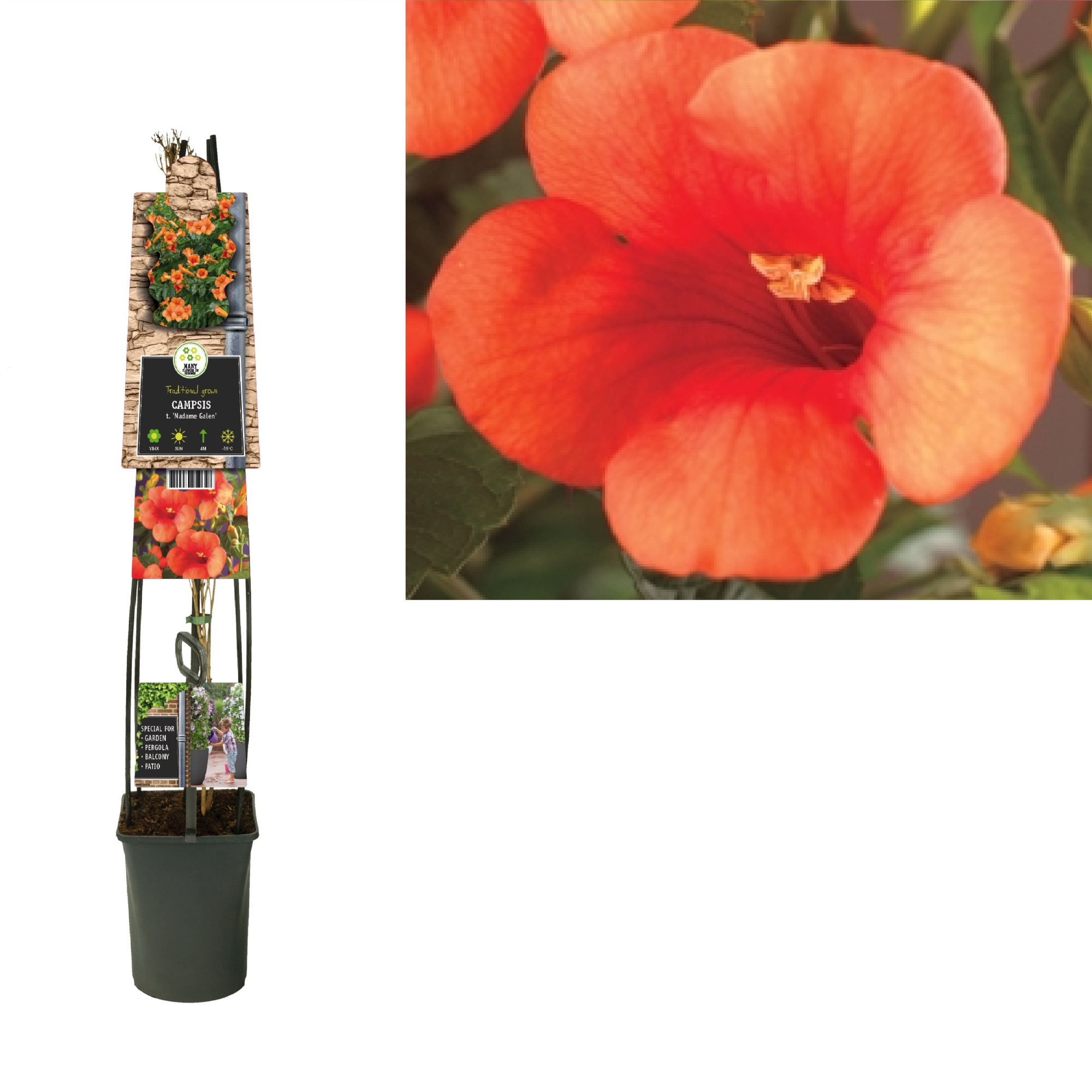 Campsis t. 'Madame Galen' +3.0 label, D 23 cm