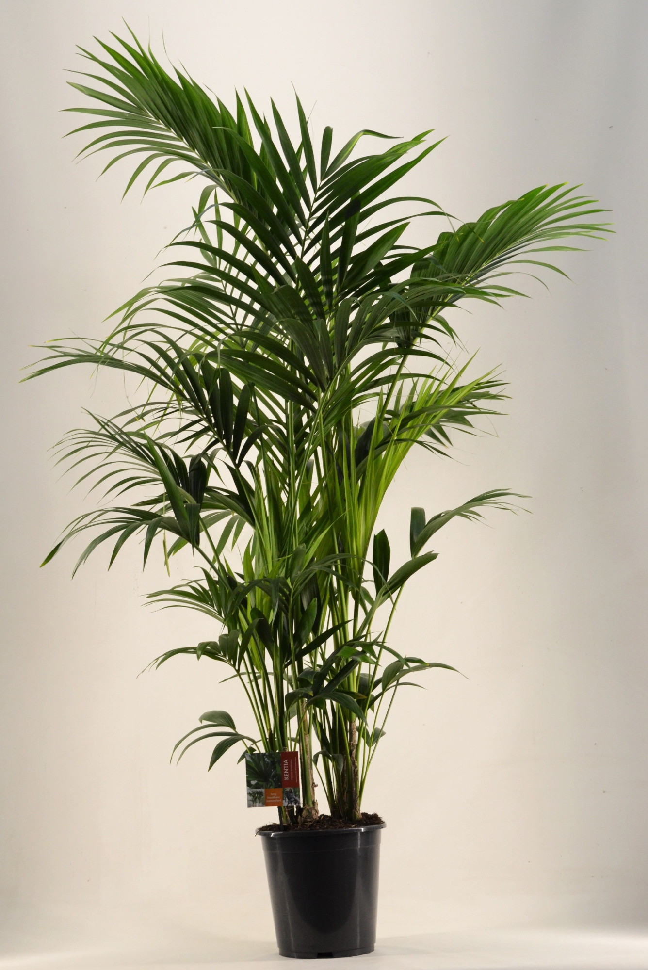 KENTIA - P27 H190 - 12PP (Howea forsteriana), D 27 cm