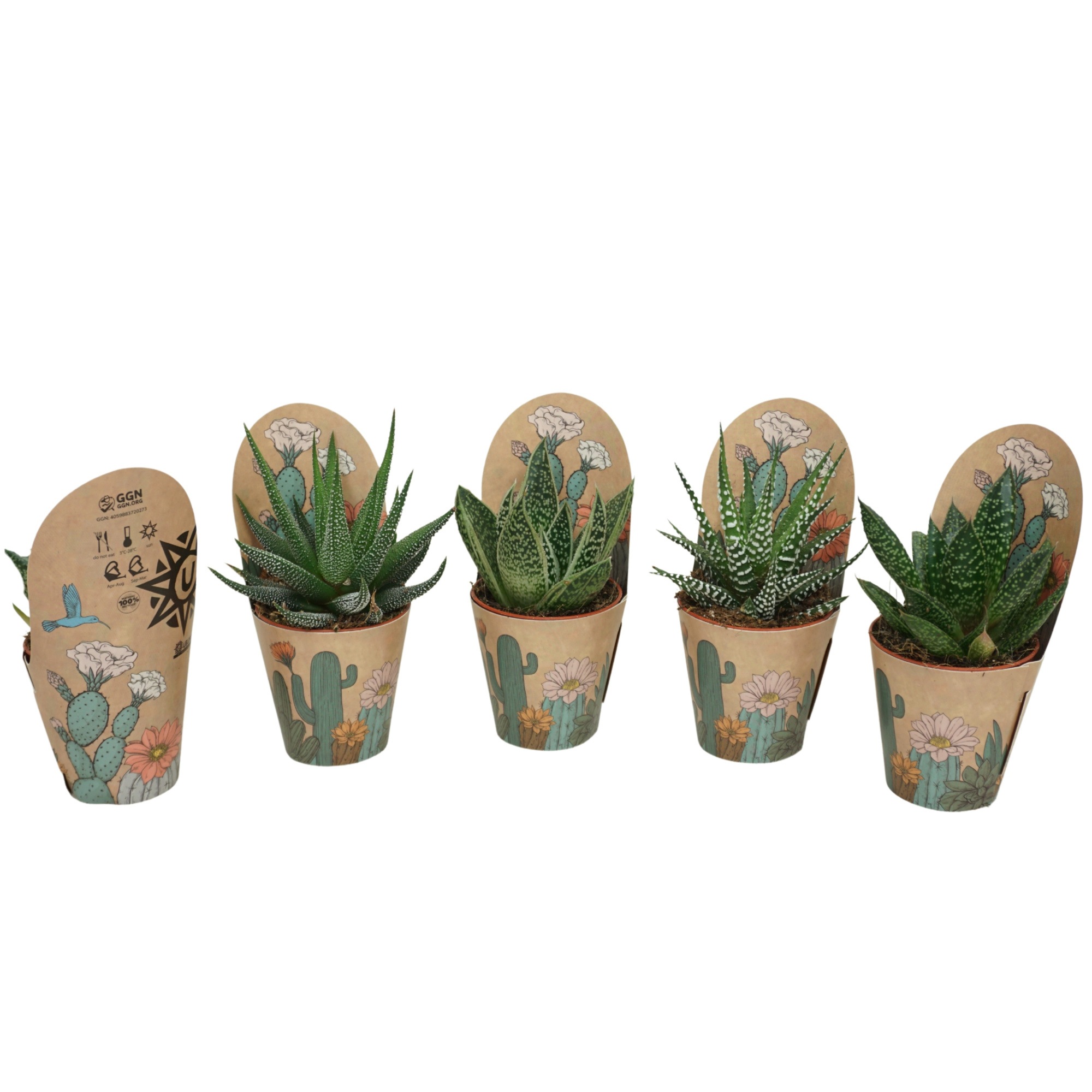 Aloë/Haworthia mix 5,5 cm in Ubink potcover, D 5,5