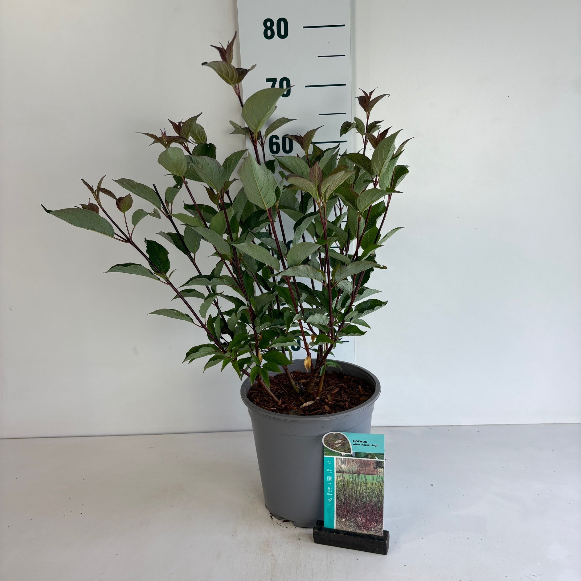 Cornus alba Kesselringii, D 24 cm