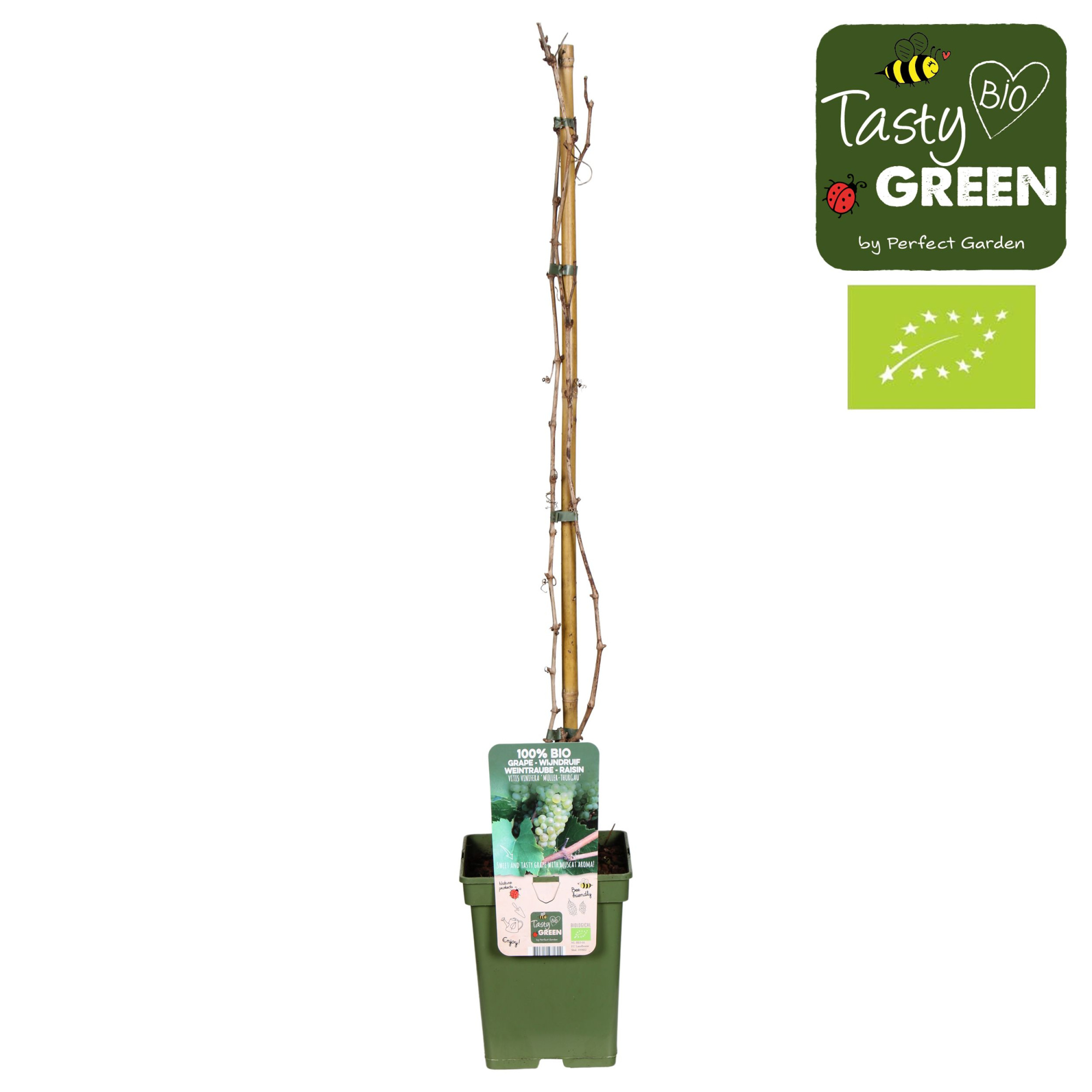 Vitis vinifera 'Müller-Thurgau' Bio P23, D 23 cm