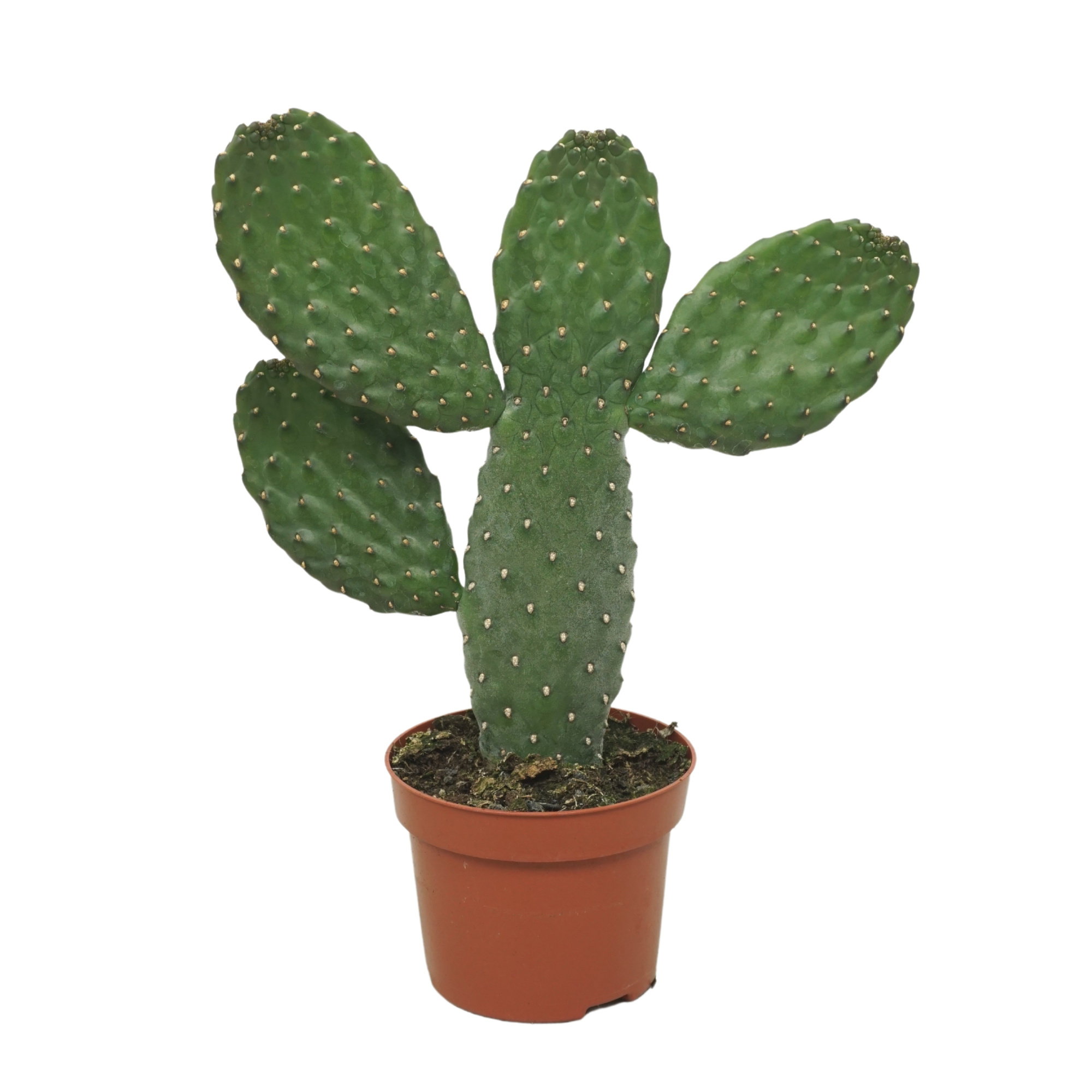 Opuntia consulea 12 cm, D 12 cm