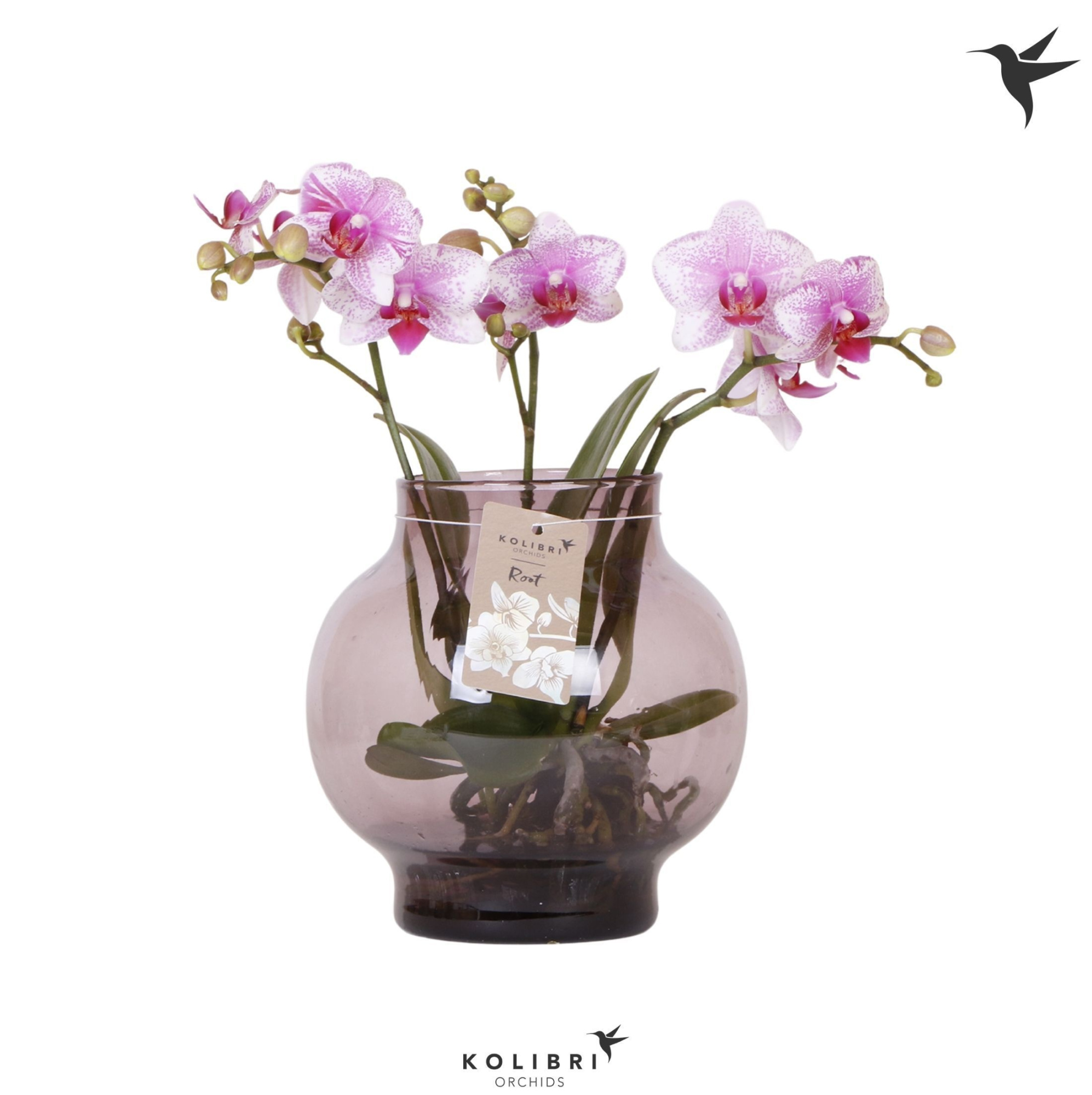 Kolibri Orchids Phalaenopsis Roots pink in glas bowl lila, D 16