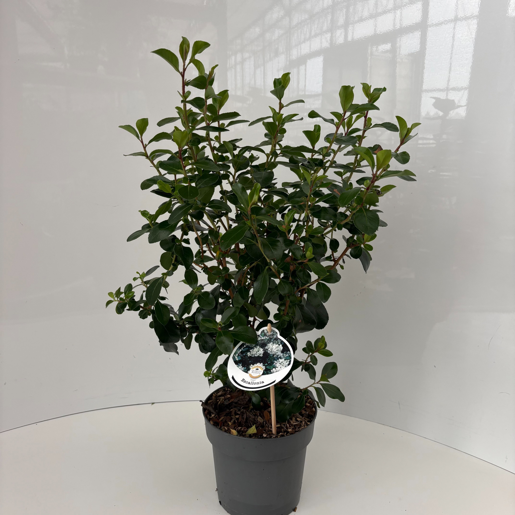 Escallonia 'Iveyi', D 17 cm