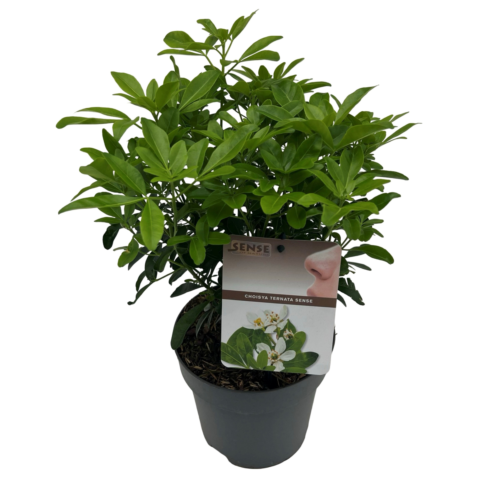 Choisya ternata sense, D 17 cm