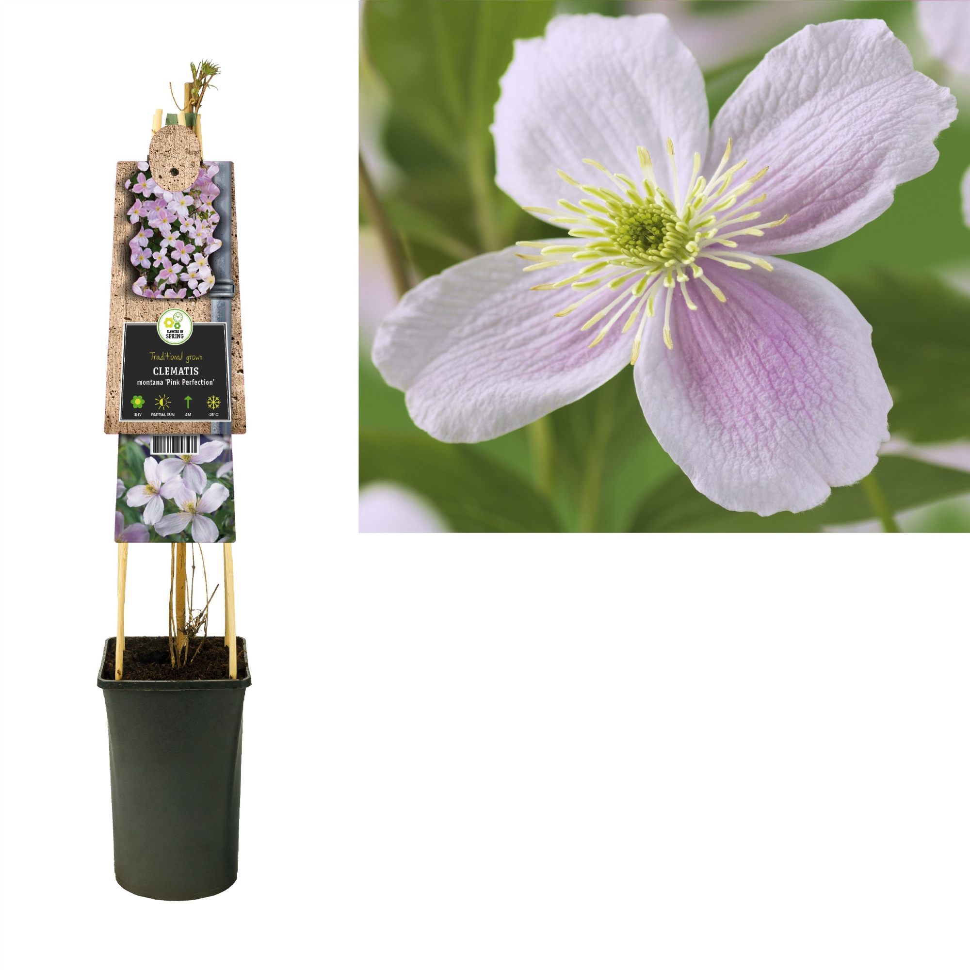 Clematis montana 'Pink Perfection' +3.0 label, D 17 cm