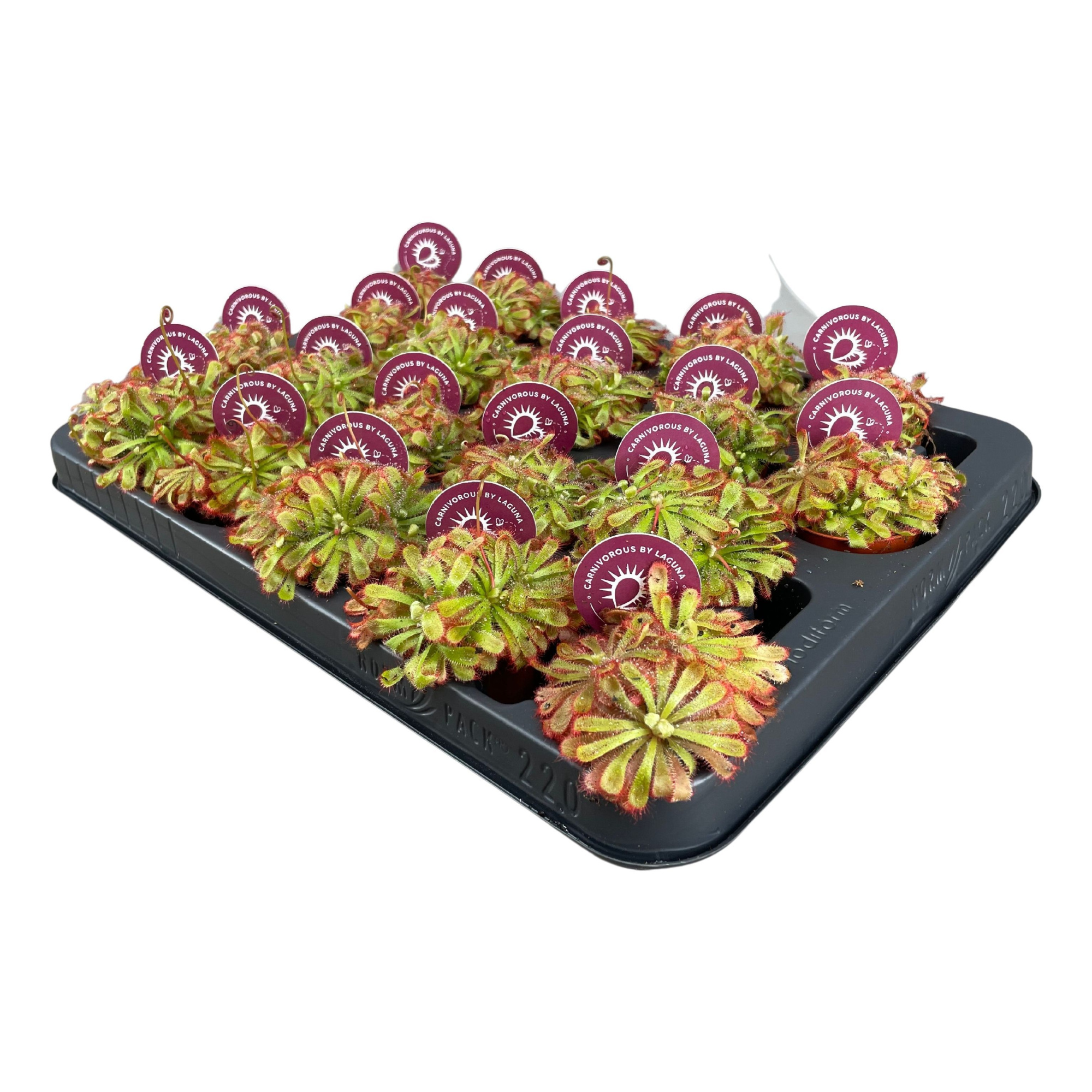 Drosera Aliciae 5,5 cm, D 5,5 cm