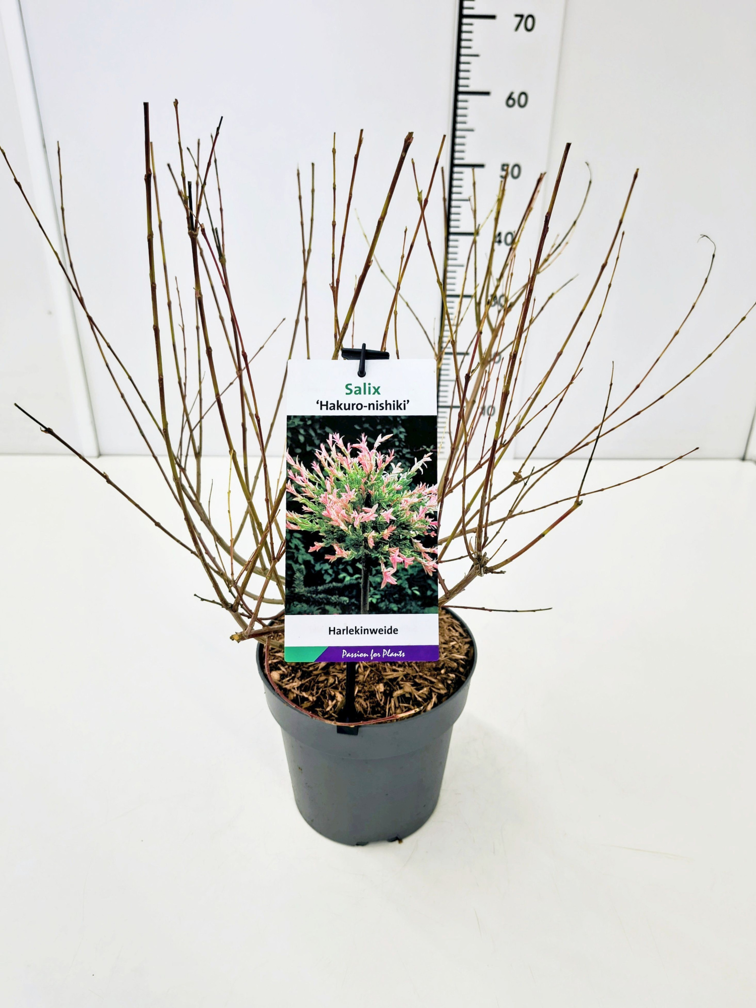 Salix integra 'Hakuro-nishiki' 40-60C3, D 19