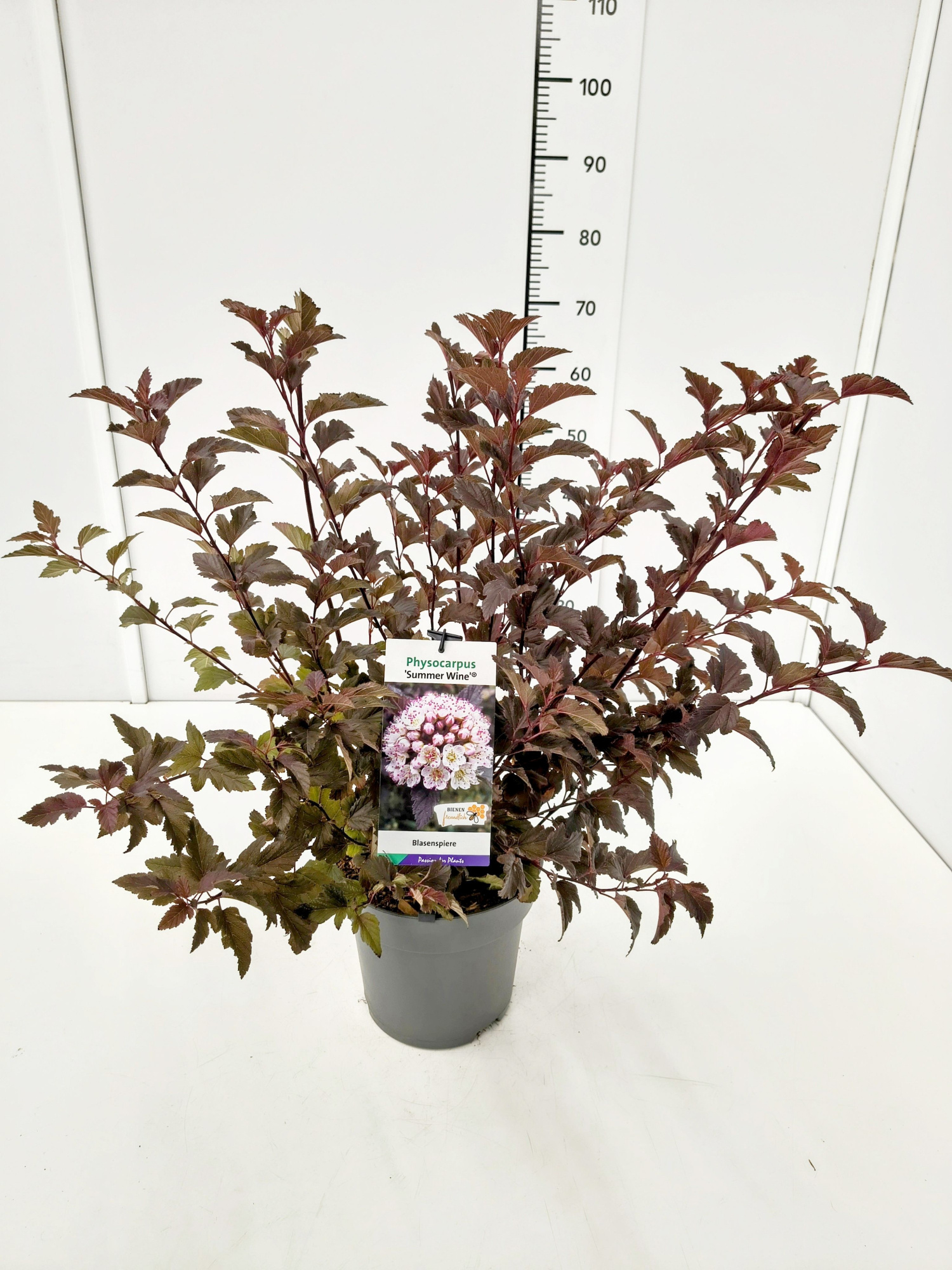 Physocarpus op. 'Summer Wine' 50-60C5, D 23 cm
