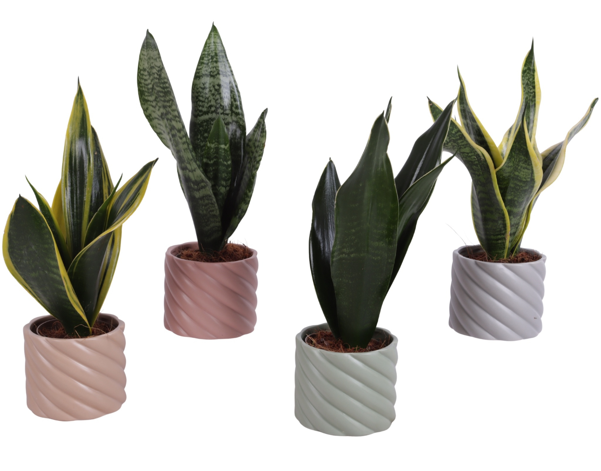 Sansevieria mix Ø09cm in Ø11cm Ceramic SE661, D 11