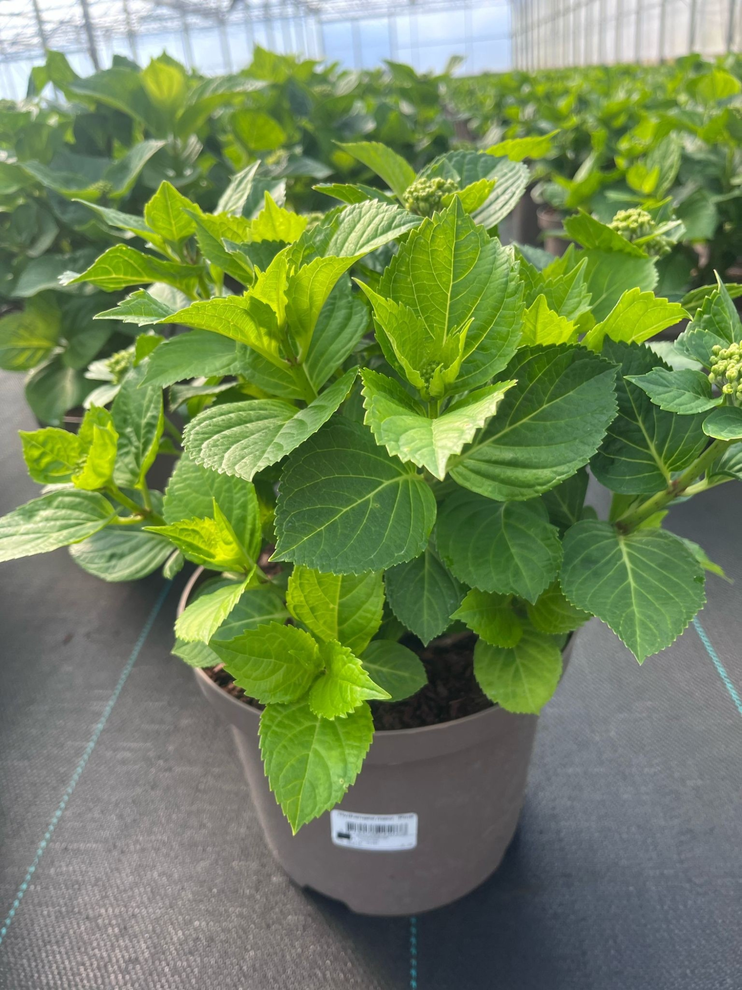 794 VPK : Pot 26 cm C5 HYDRANGEA Macrophylla Pink flower, D 26