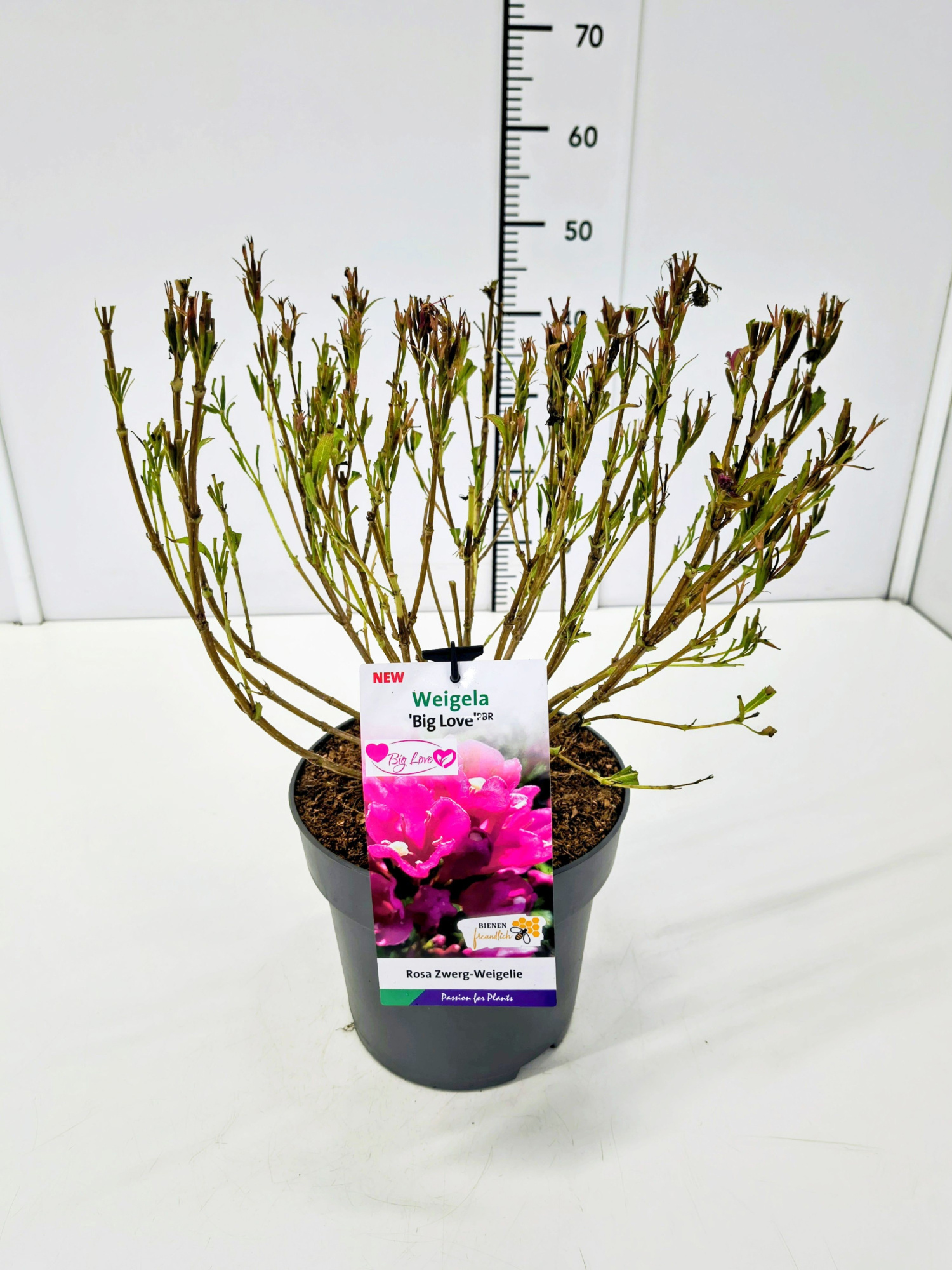 Weigela 'Big Love' C5, D 23