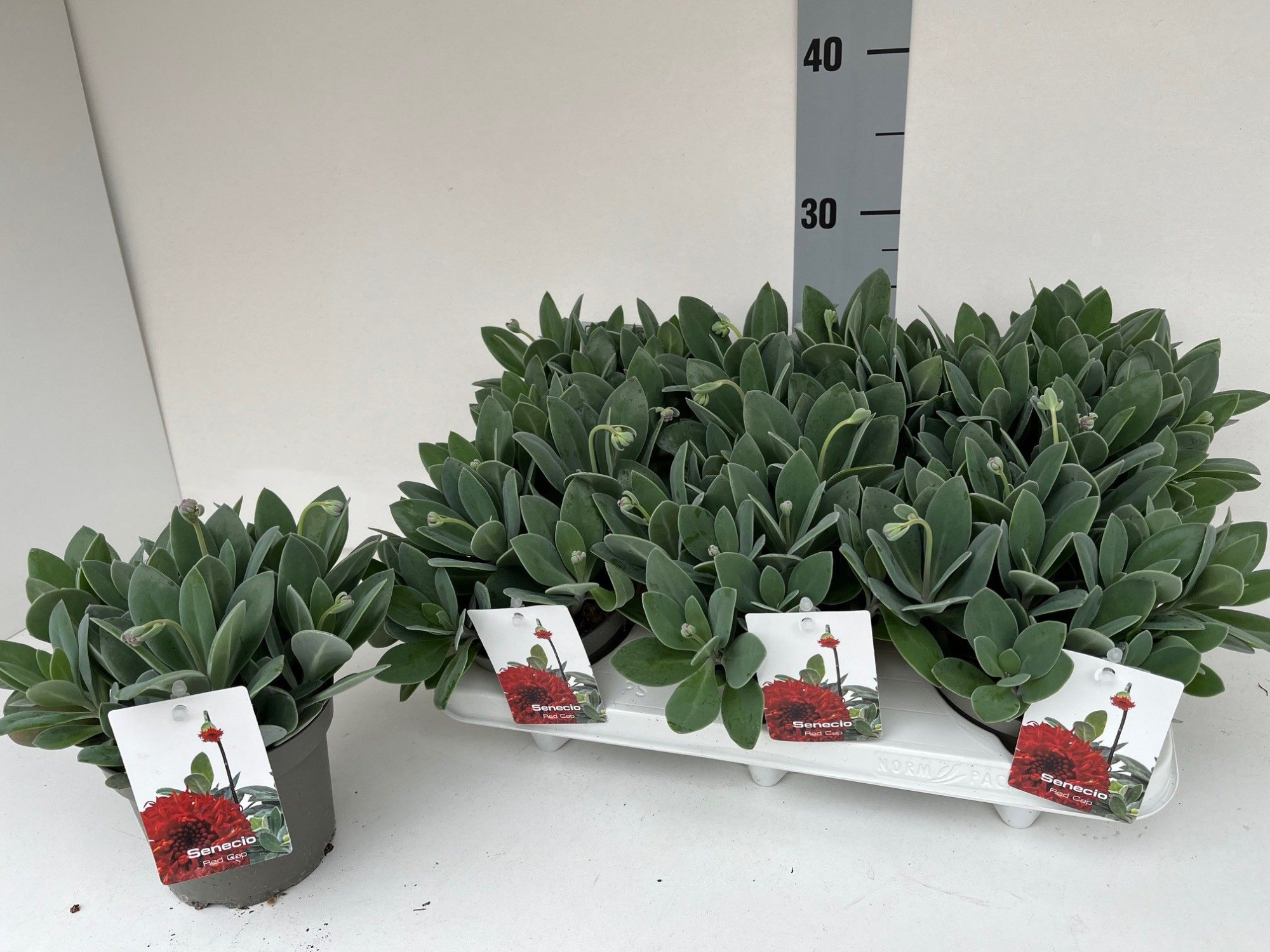 Senecio Red Cap, D 12 cm