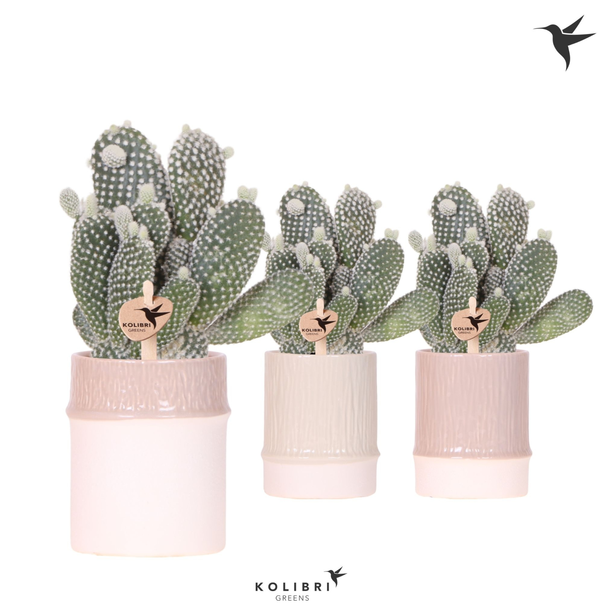 Kolibri Greens Opuntia white in Bamboo pot mix, D 9 cm