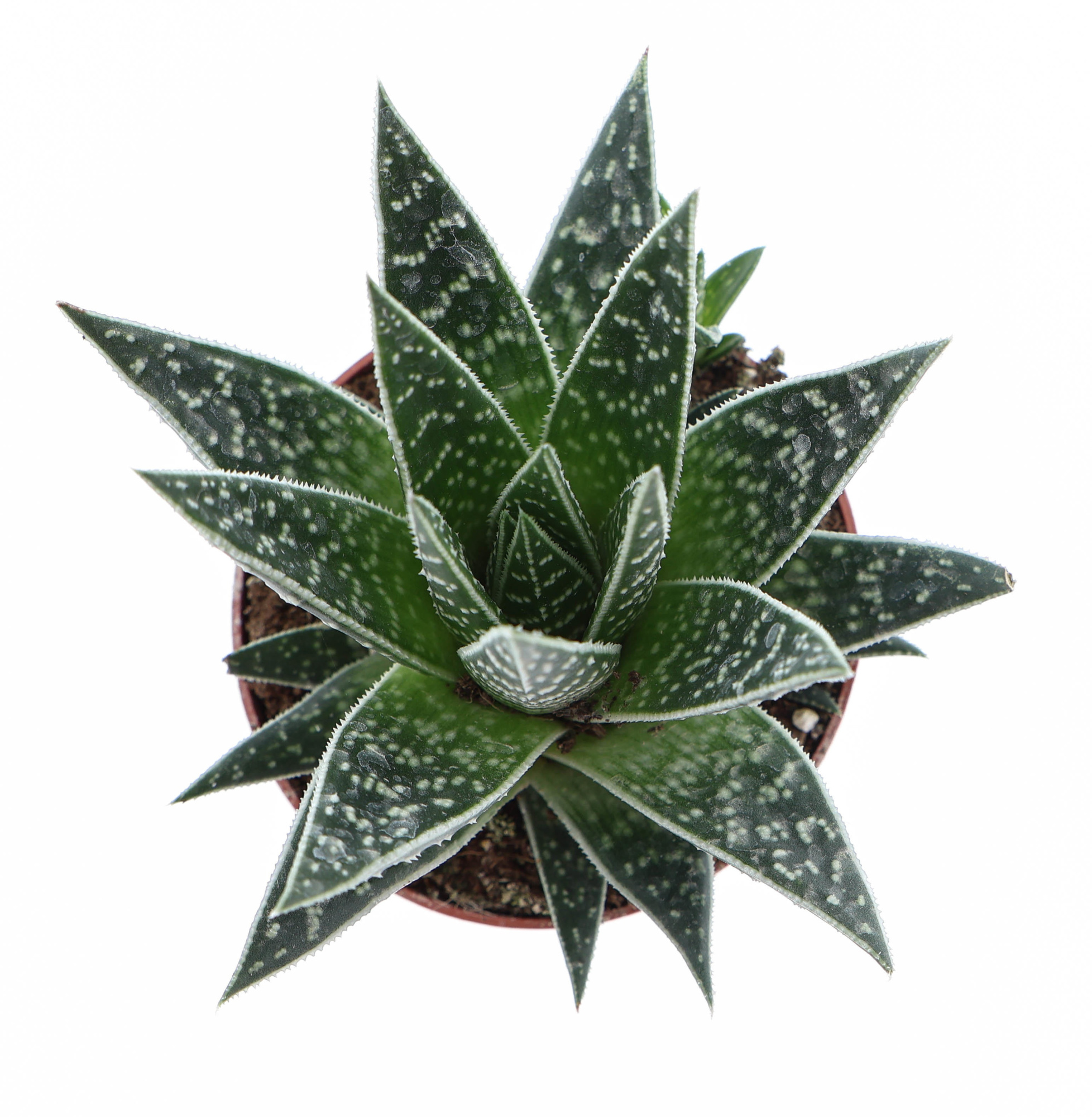 Aloe interstellar, D 10,5 cm