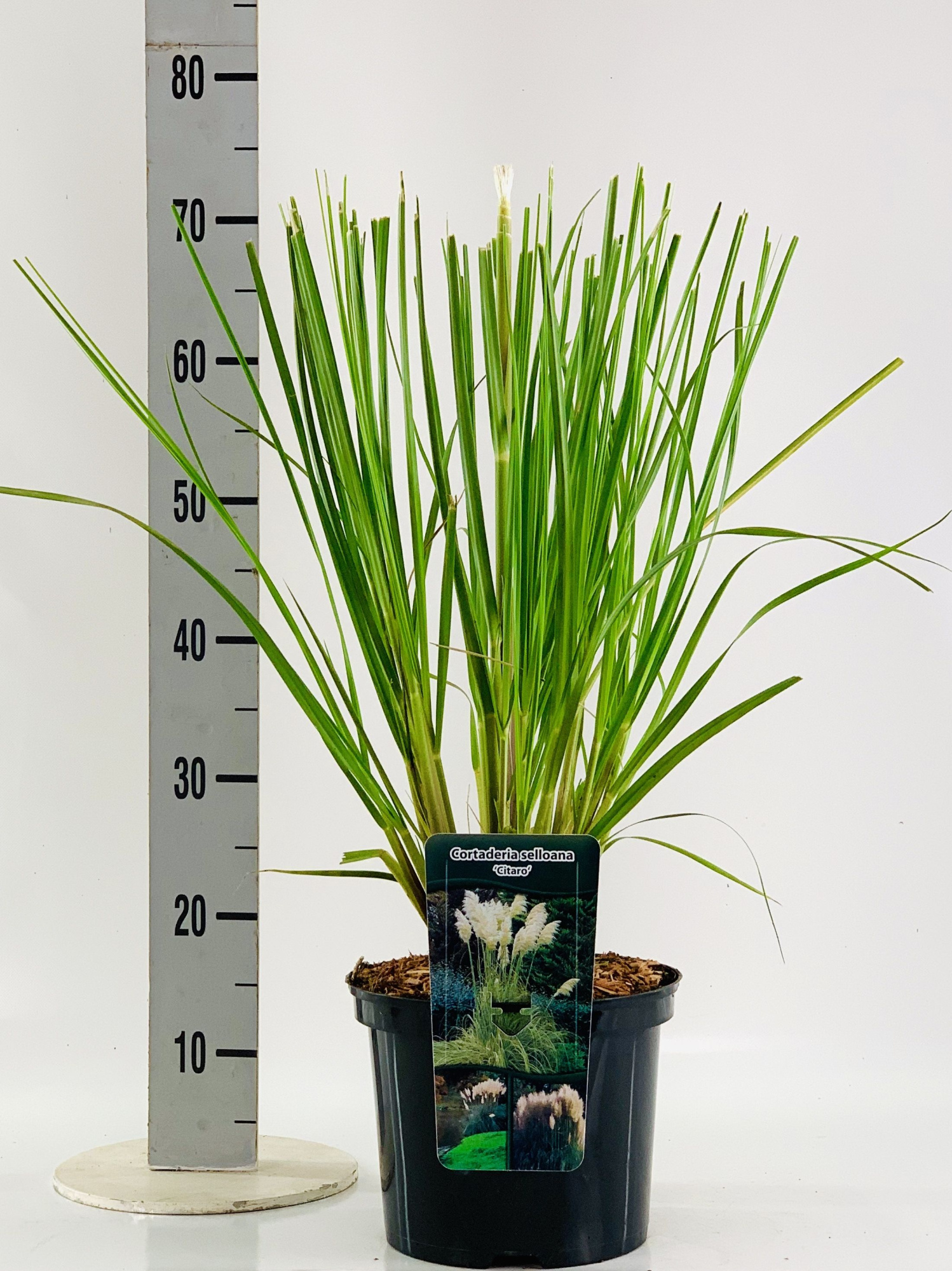 Cortaderia sel. 'Citaro', D 23