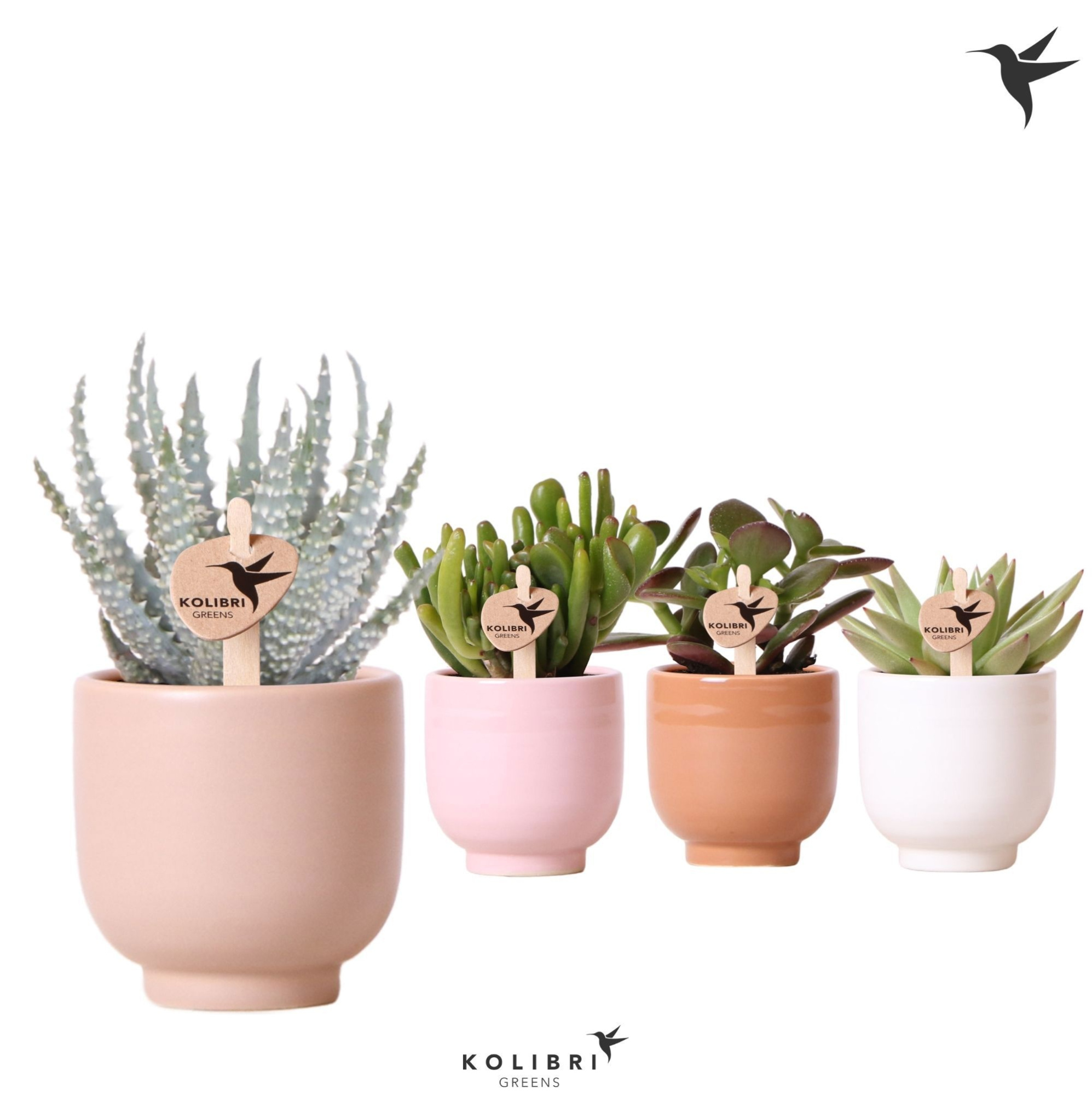 Kolibri Greens Succulenten mix in Glazed pot mix, D 6 cm
