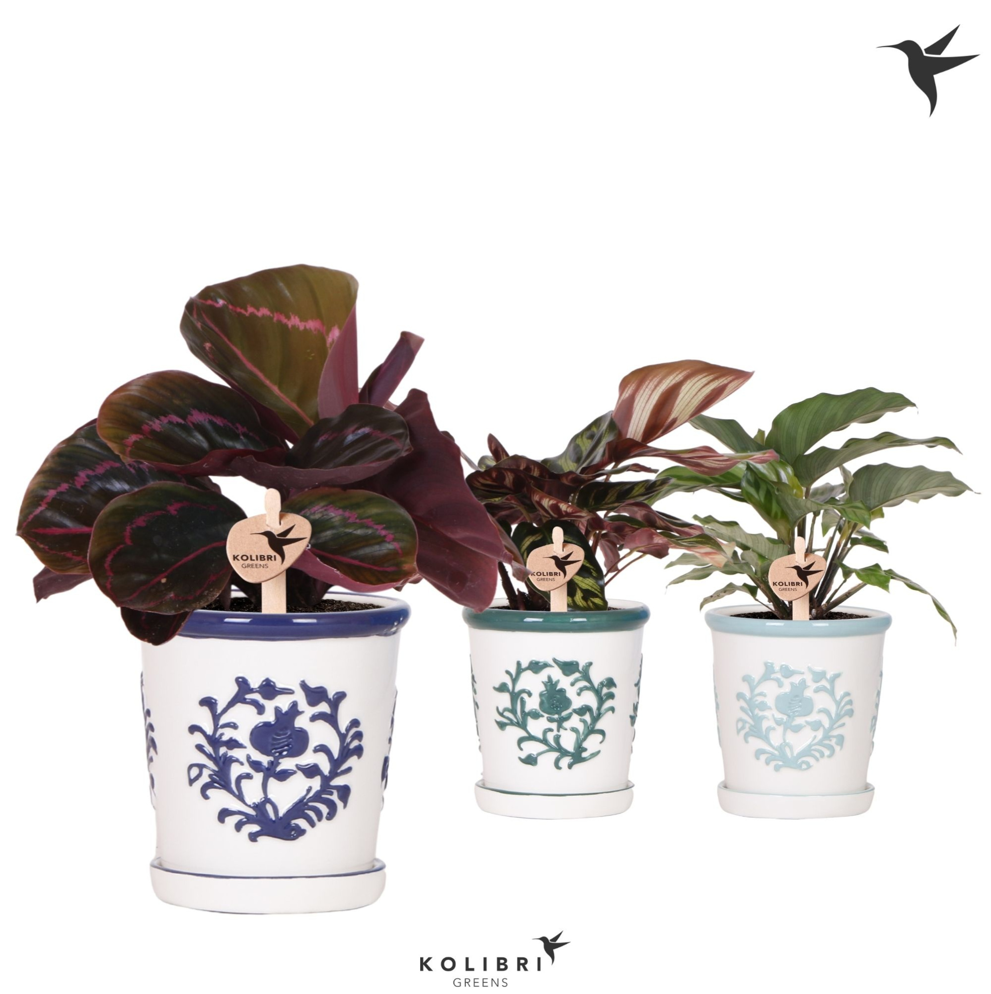 Kolibri Greens Calathea mix in Malaga pot blue mix, D 9 cm