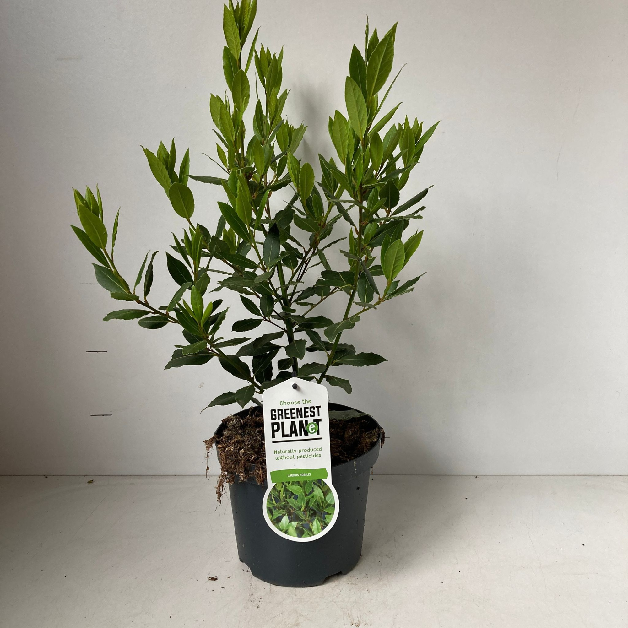 Laurus nobilis, D 19 cm